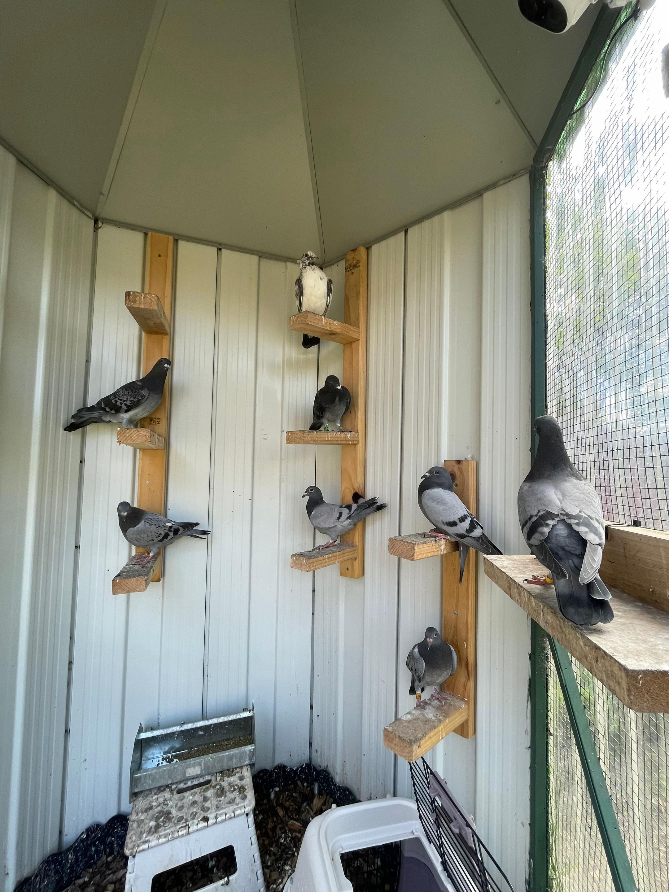 @thenewpigeonbloke