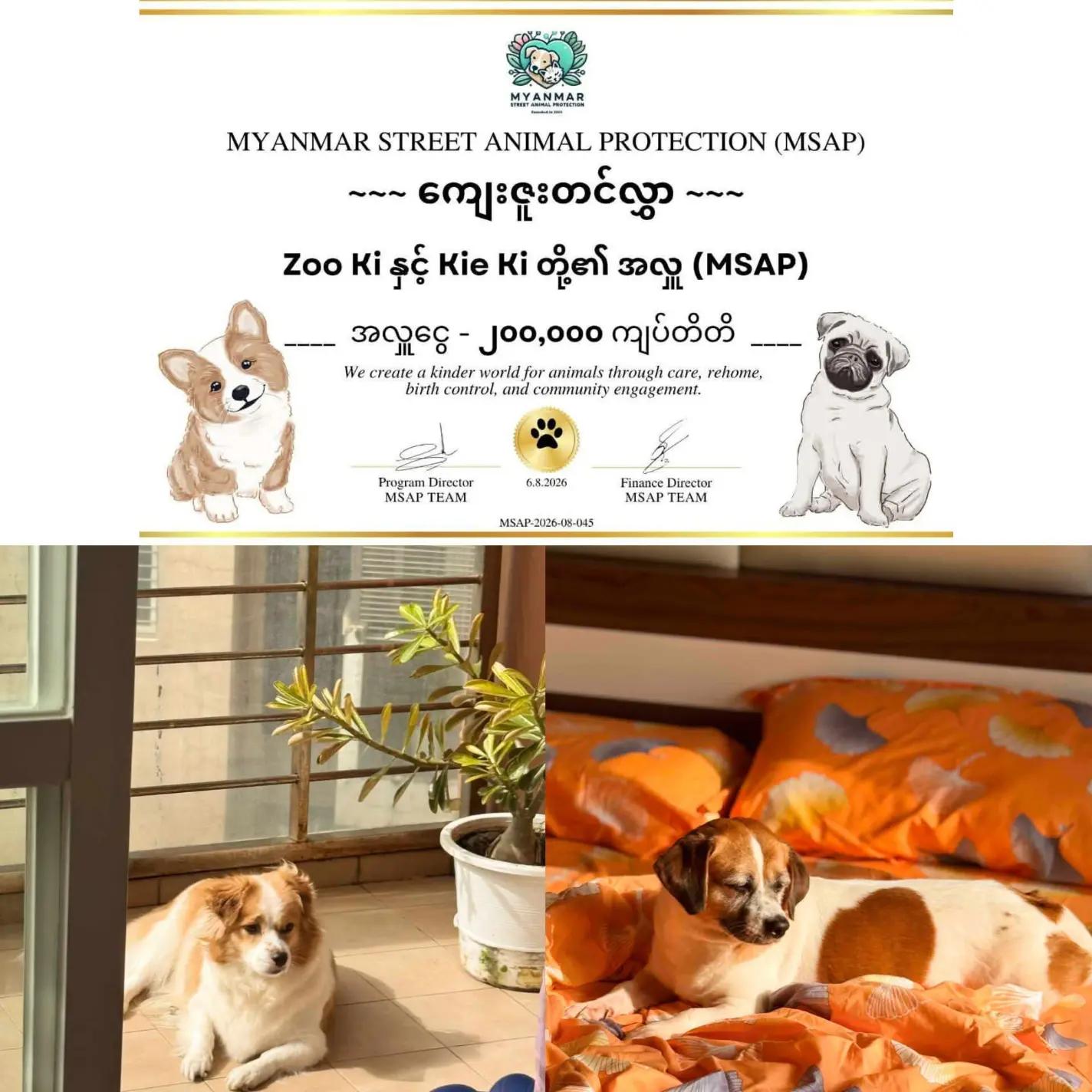 @MyanmarStreetAnimalProtection