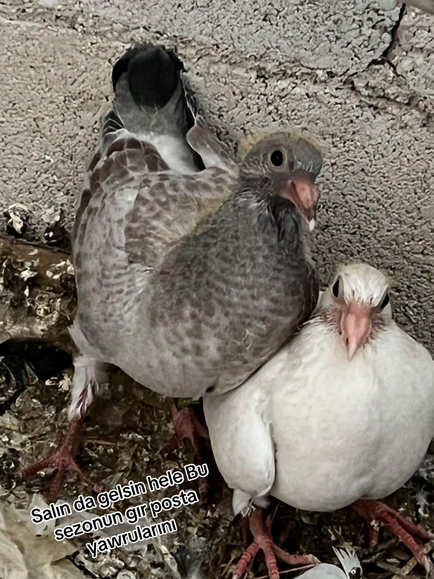 @⚜️Postacı kardeşler ⚜️