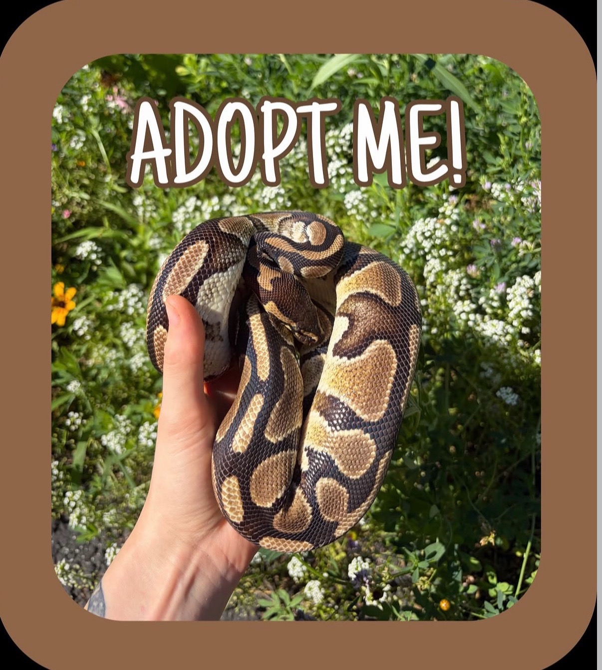 @layla🦎🍃