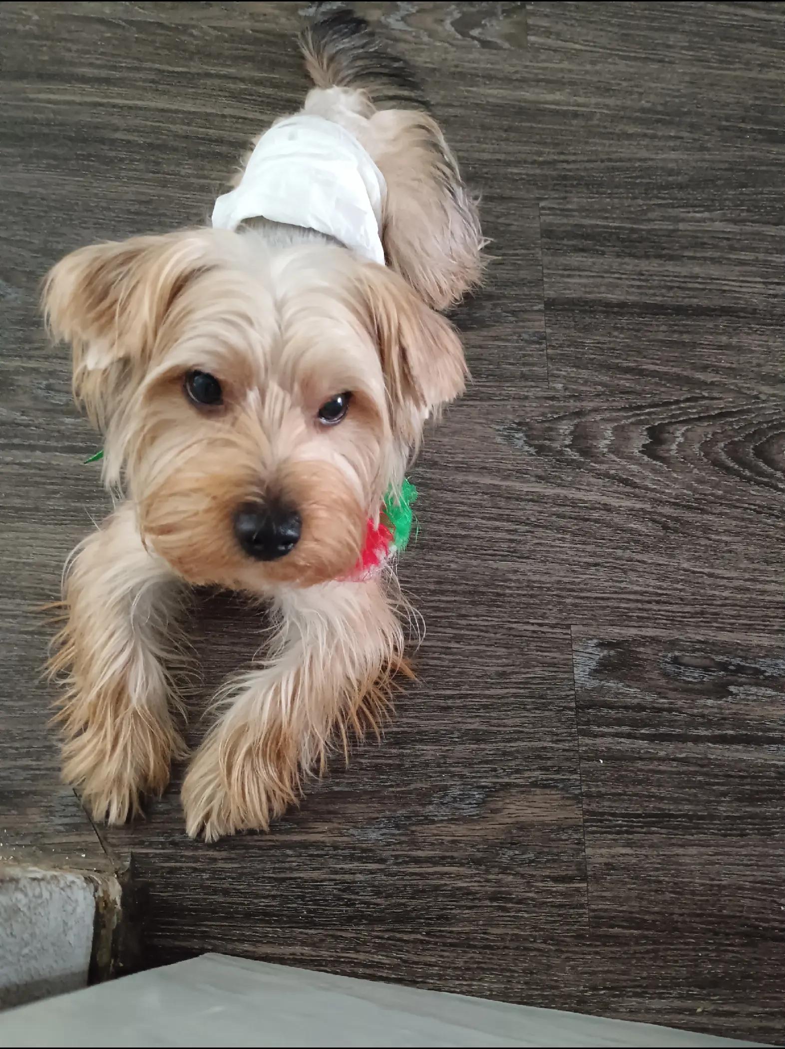 @Eddie the yorkie 😘🐶