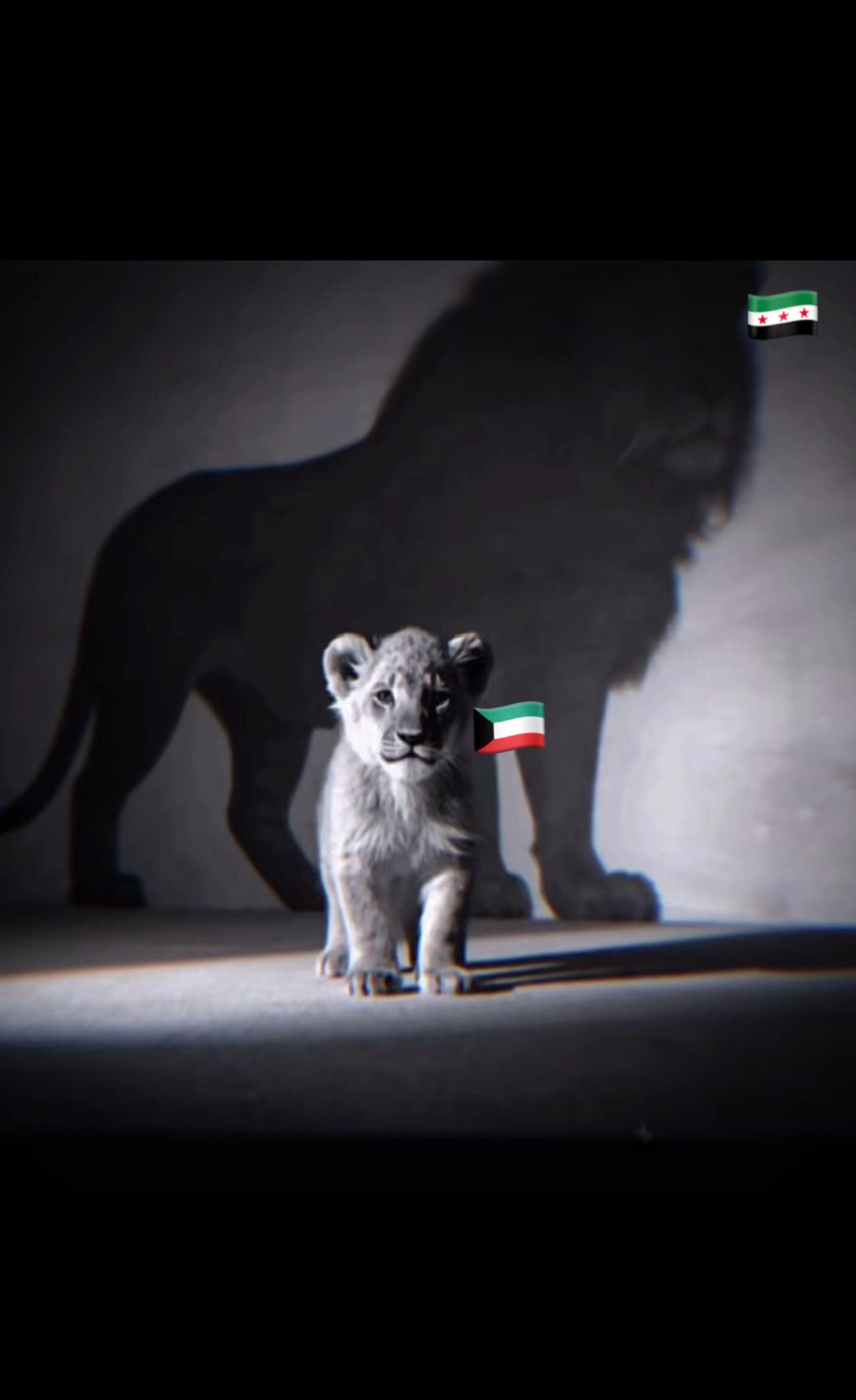 @محمد الساعور | Mohamad Alsaour