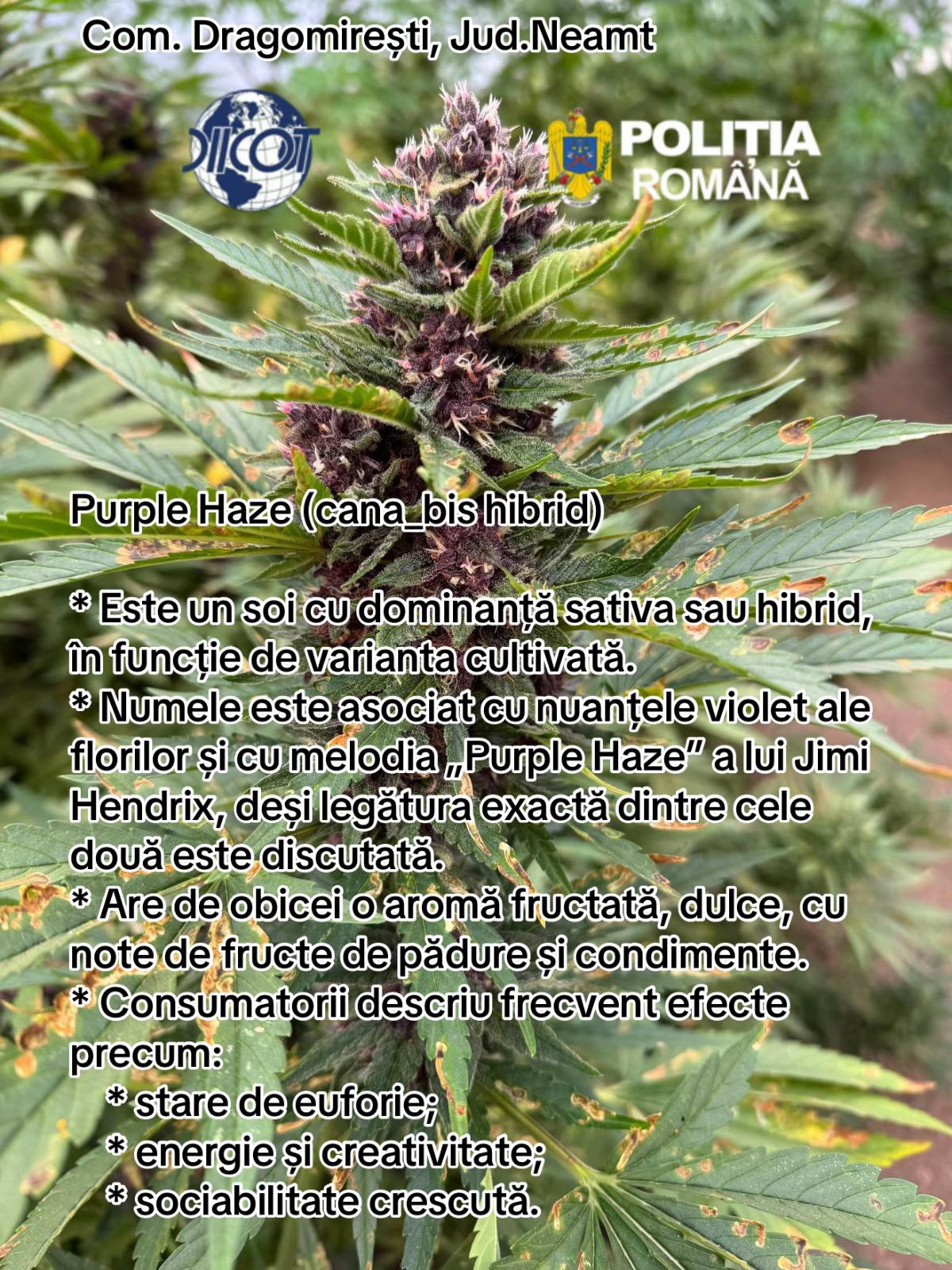 @Ciprian Ciubuc
