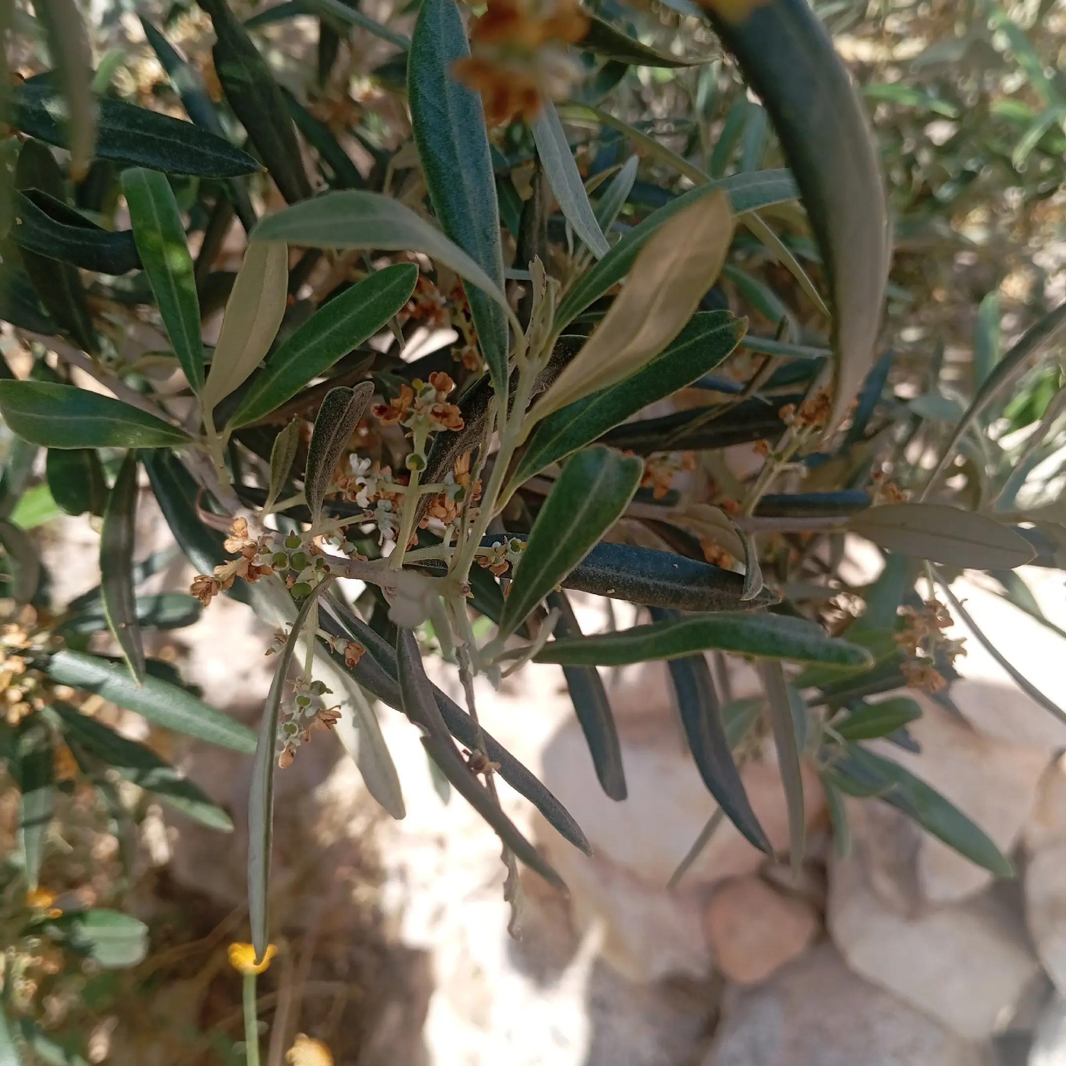 @wild Malta