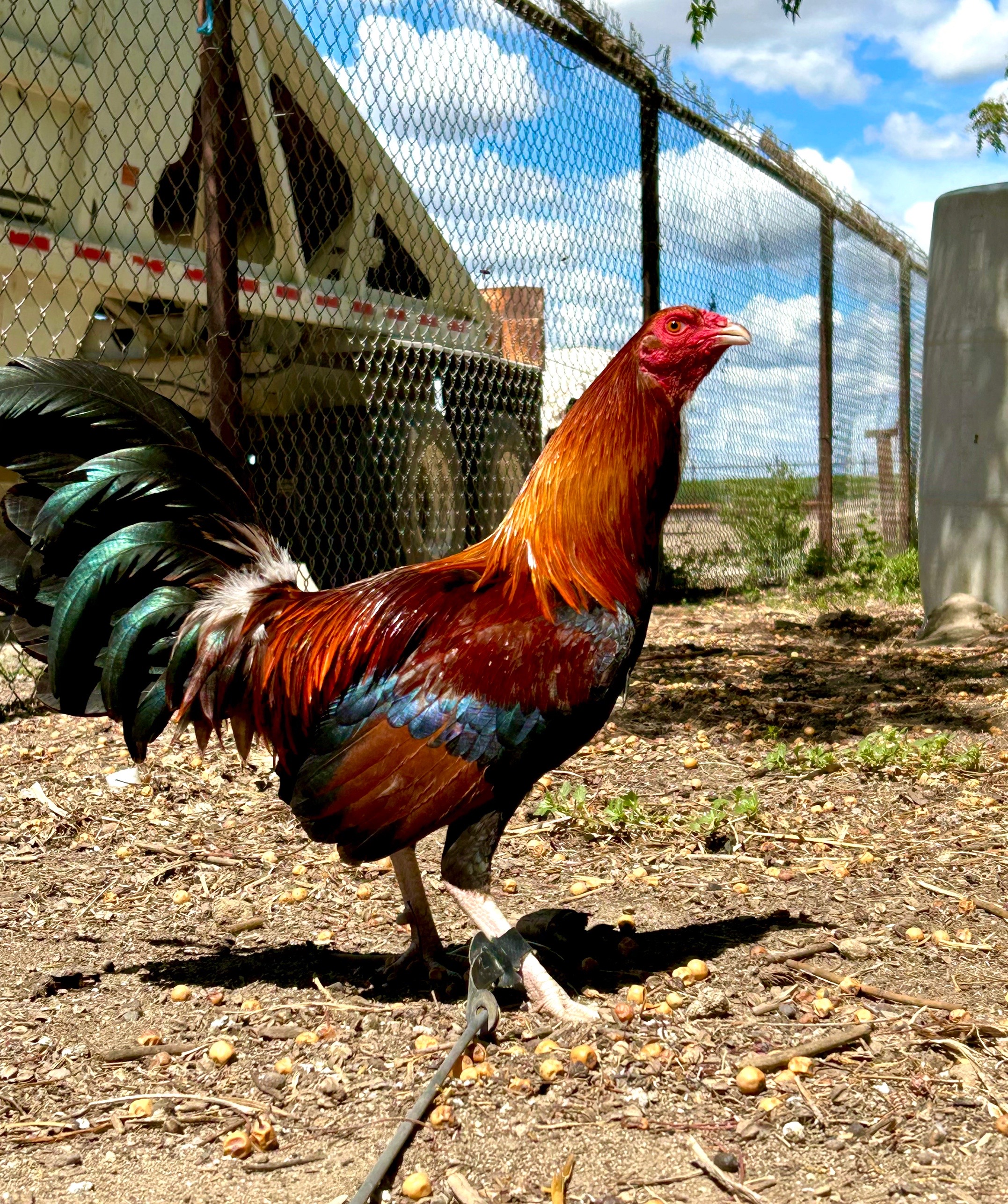 @Villarreal Farm