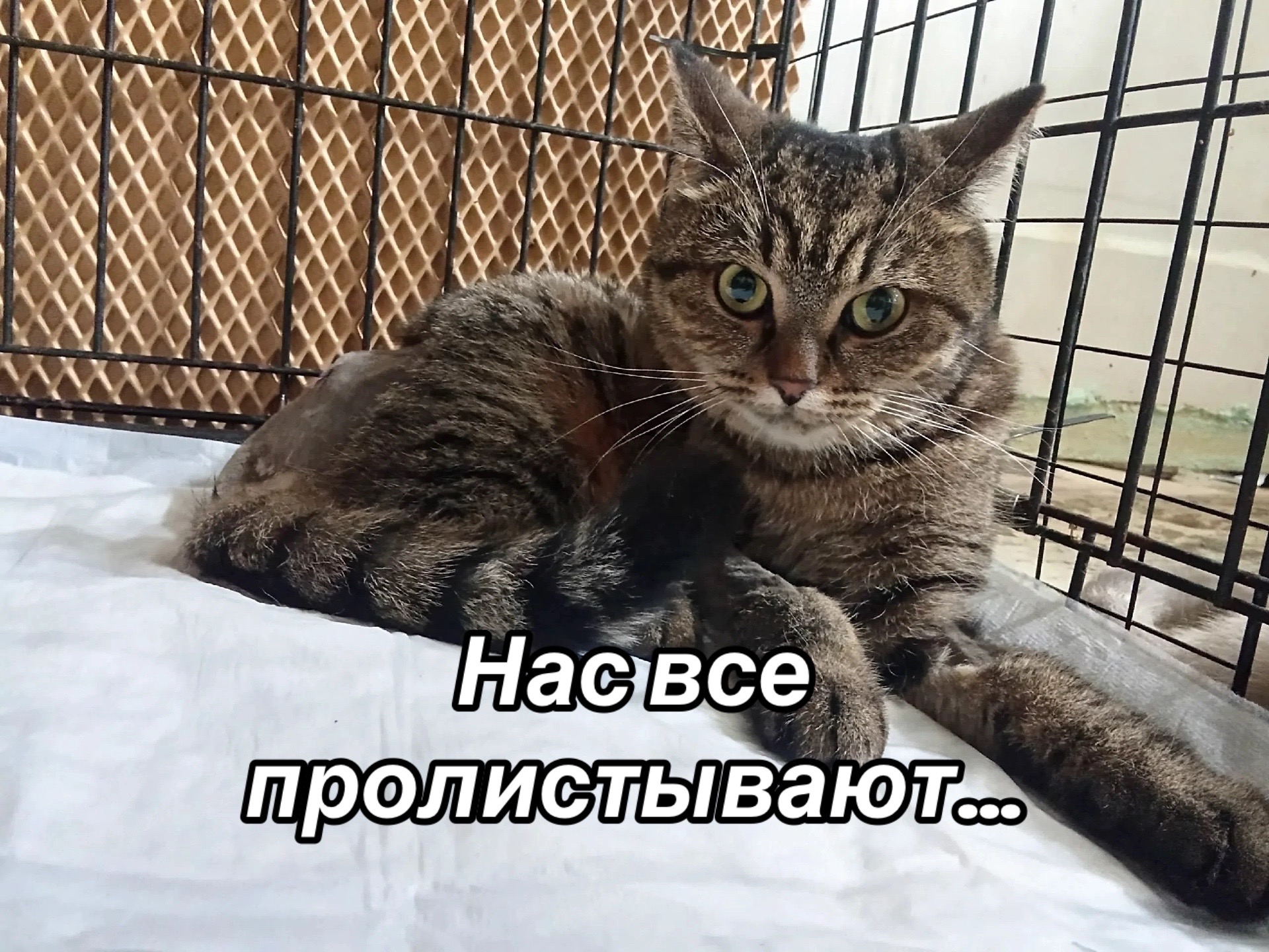 @Приют Потеряшка