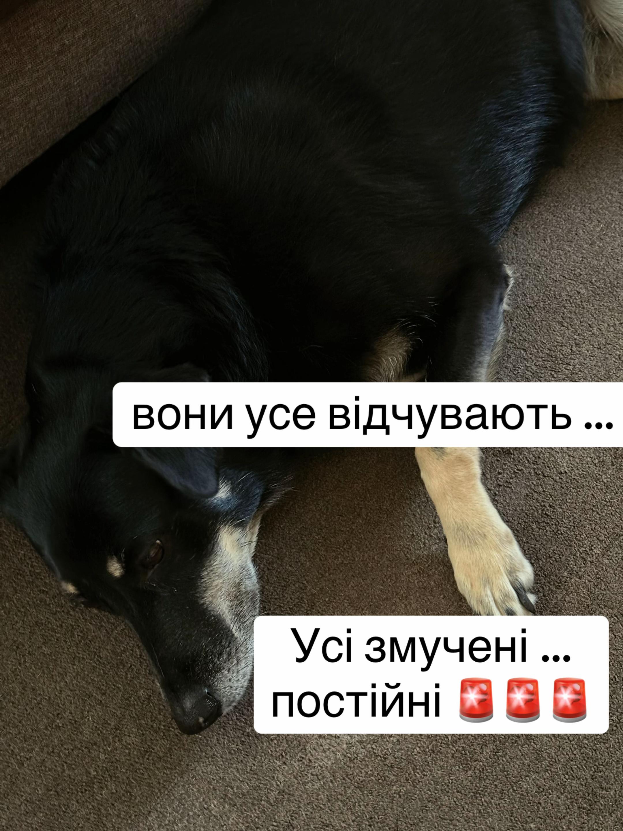 @tanya.help.animal