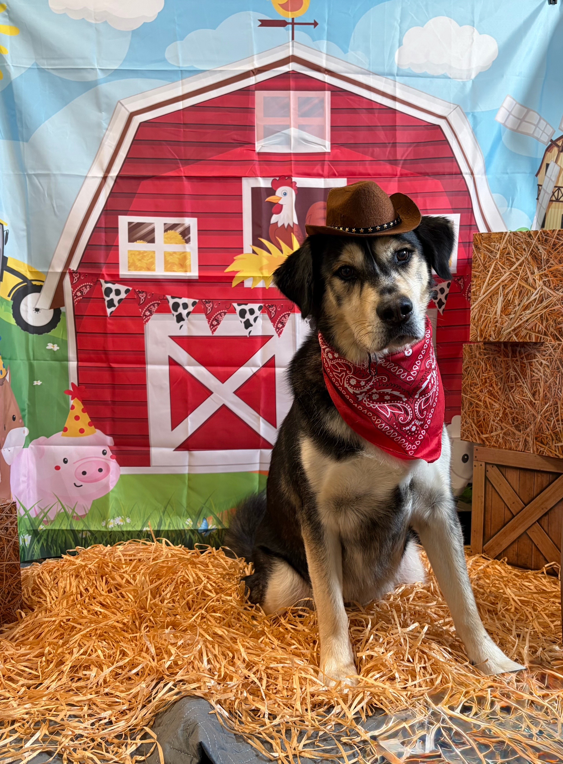 @Dogtopia South Ann Arbor