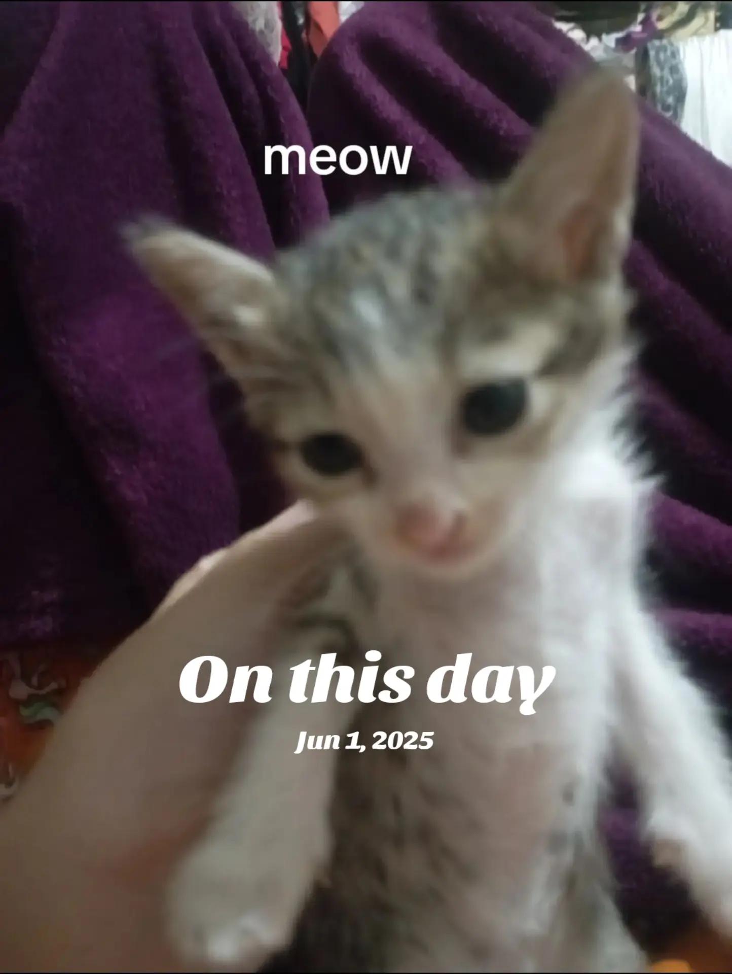 @wattacatzz (verity eggpreg😋)