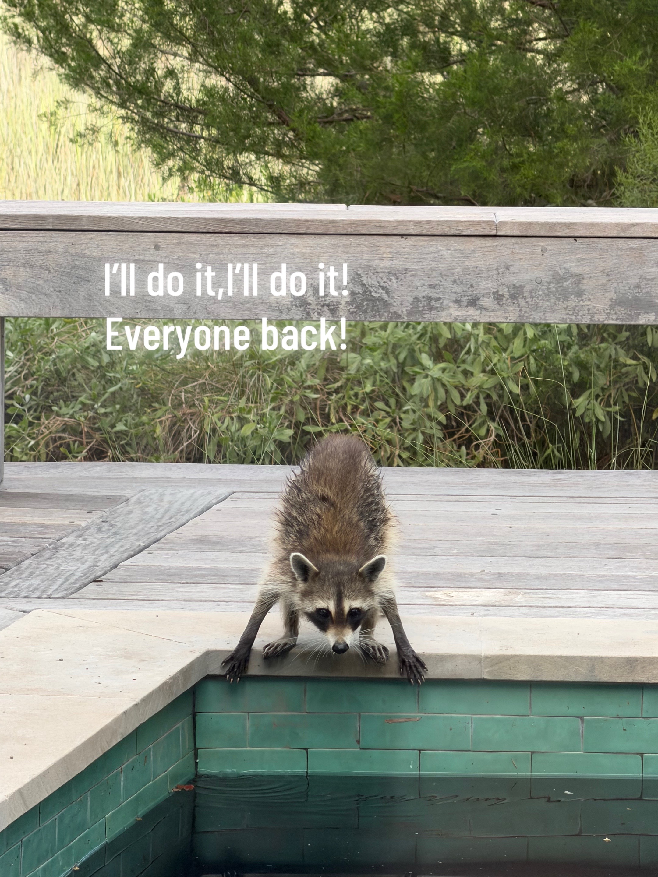 @Critter Kiki