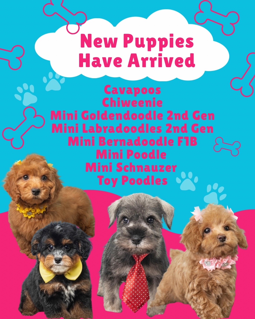 @Silver Nickel Puppies