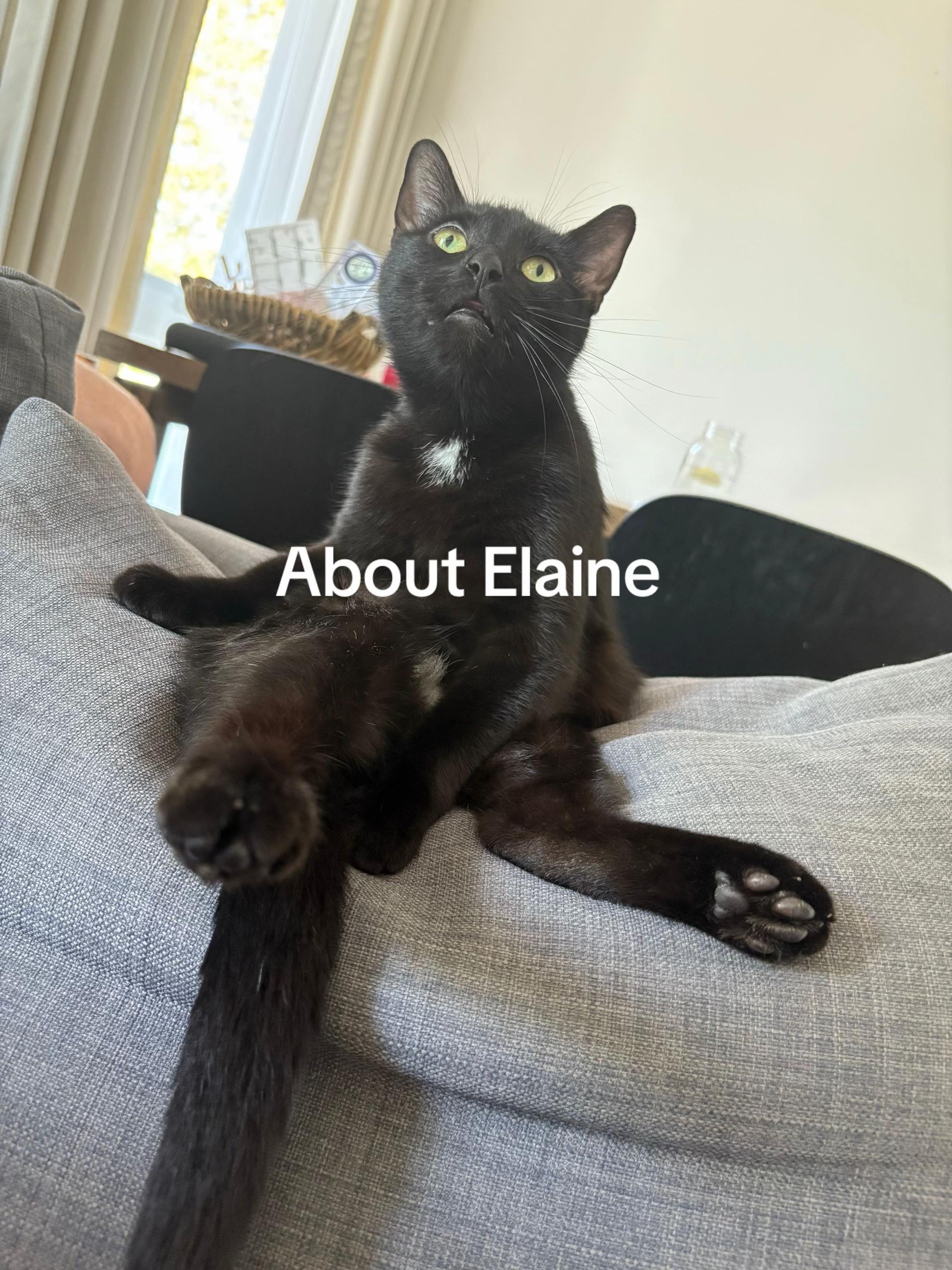 @ElaineTheCat