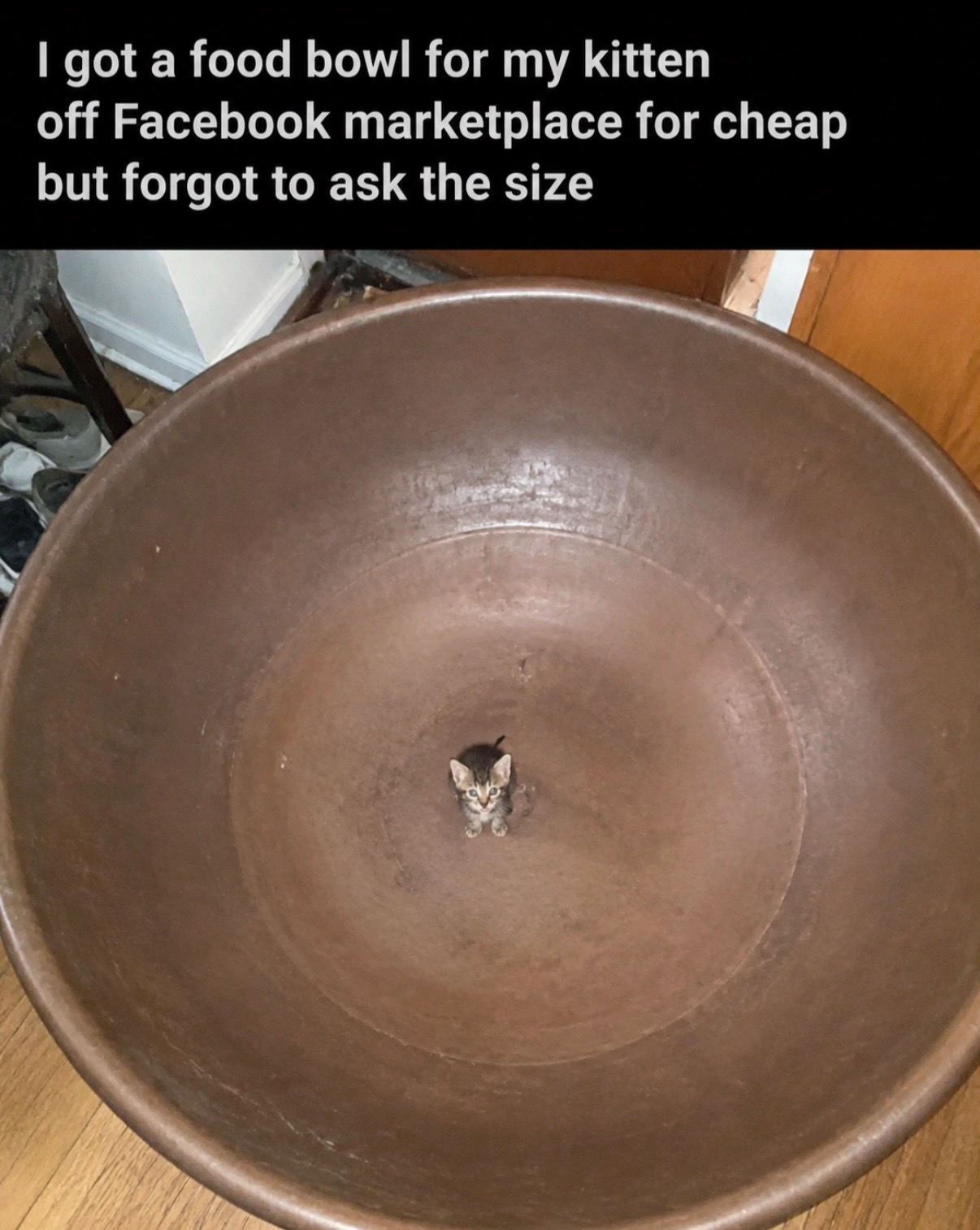 @cat memes