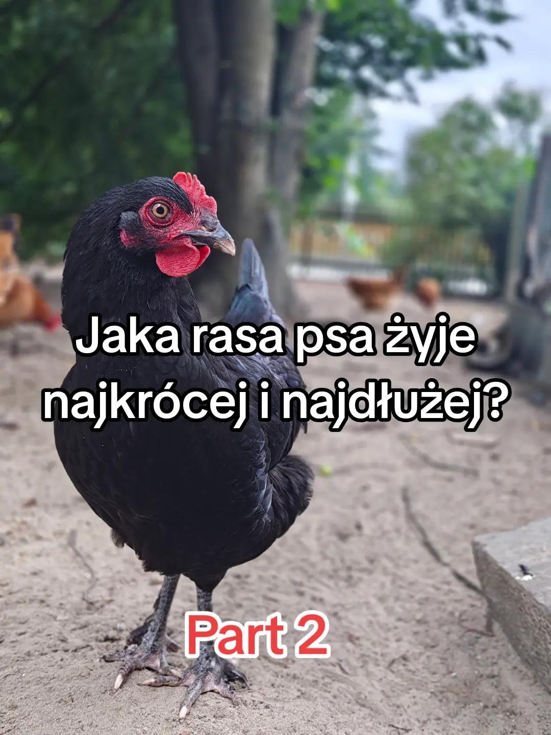 @KochamKurki❤️🐔