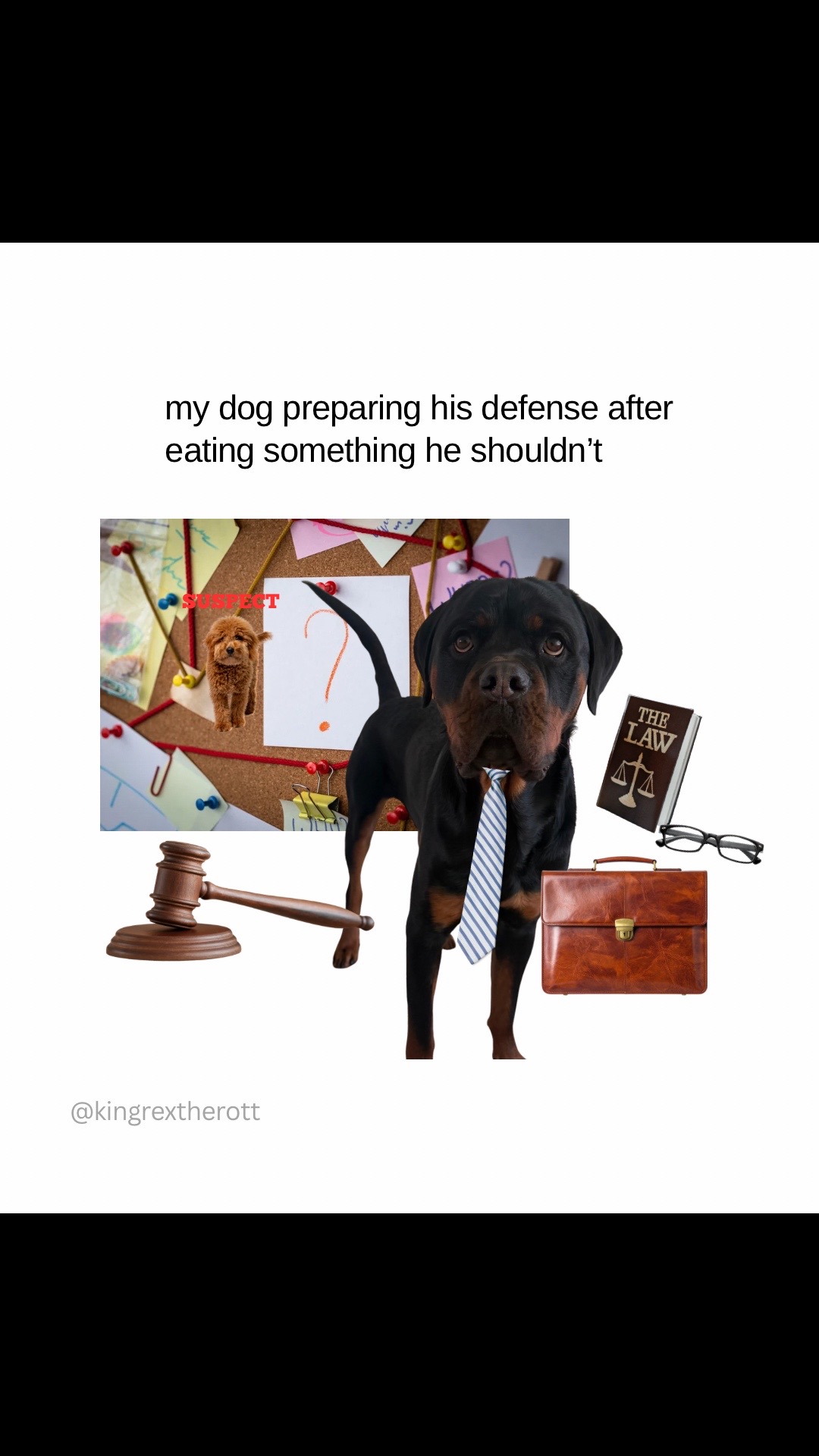 @Rex the Rottweiler