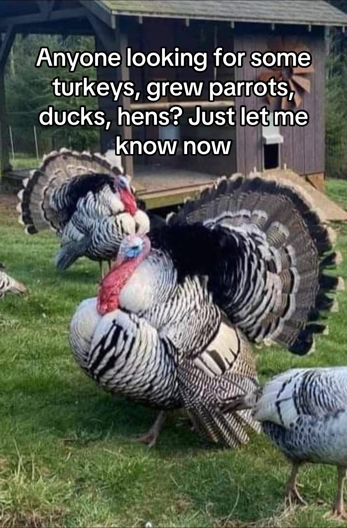 @Matthew’s Feathered Farm