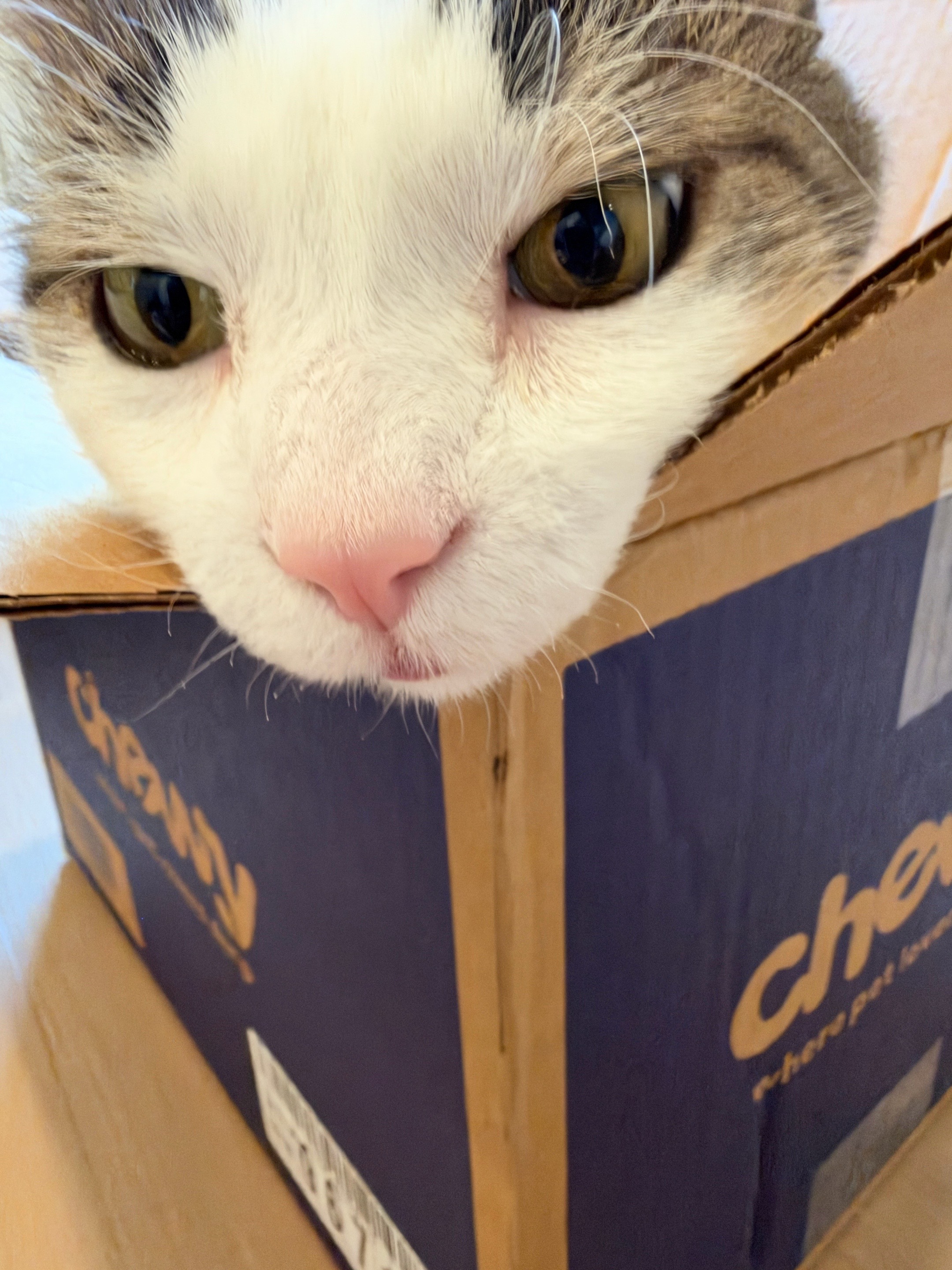 @Mimi Wawa Meow