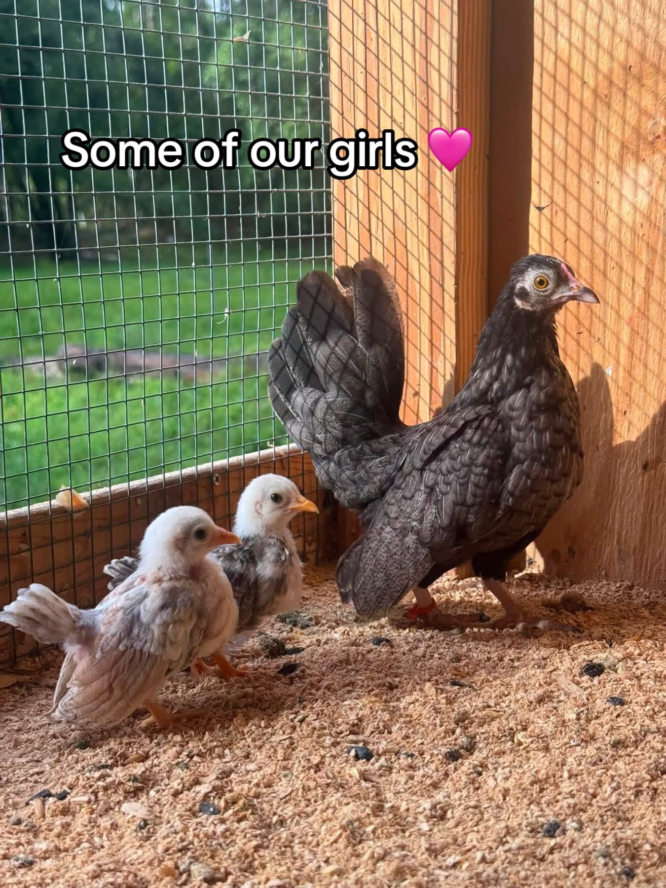 @Matthew’s Feathered Farm