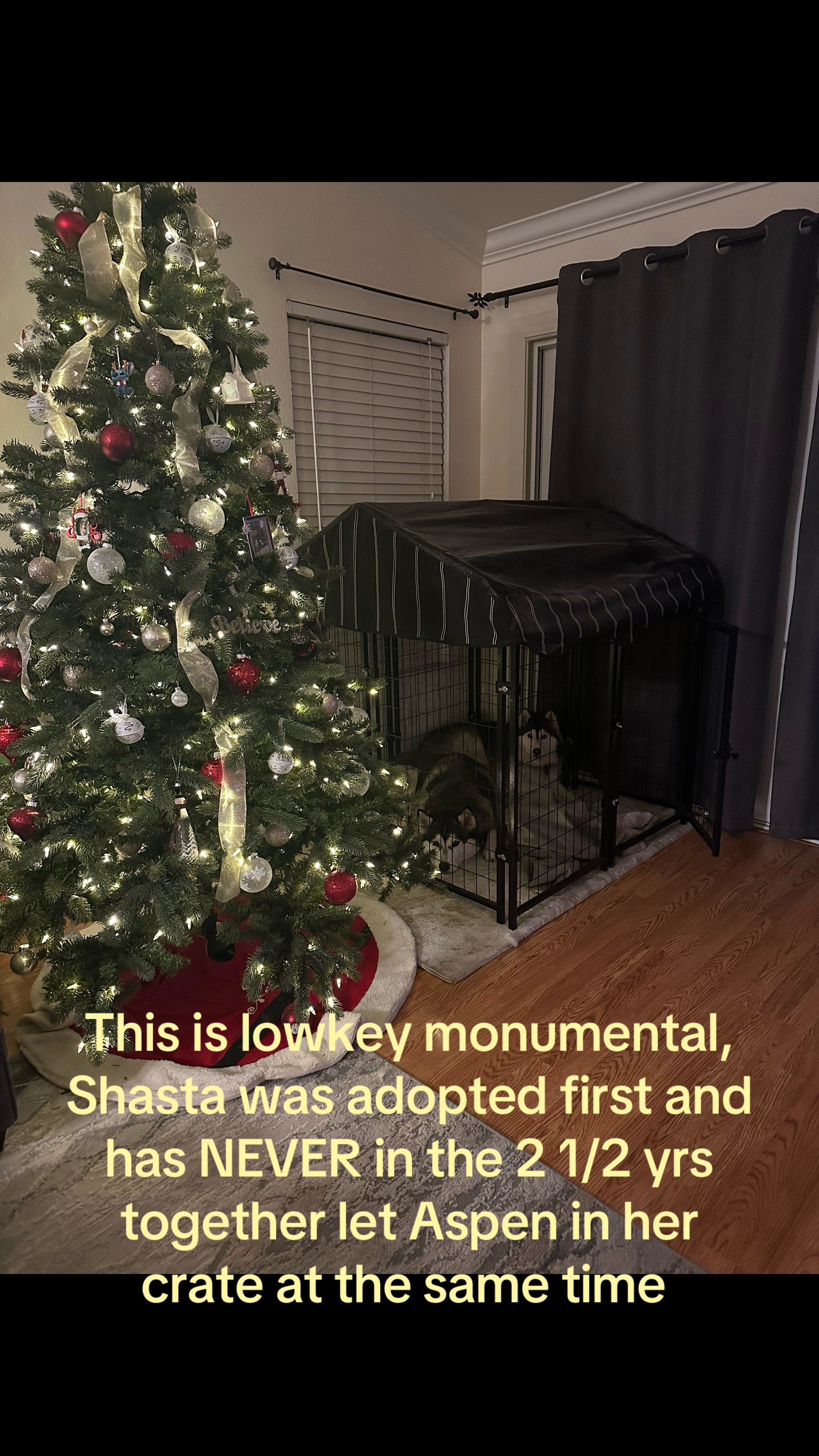 @Shasta & Aspen - Husky Sisters