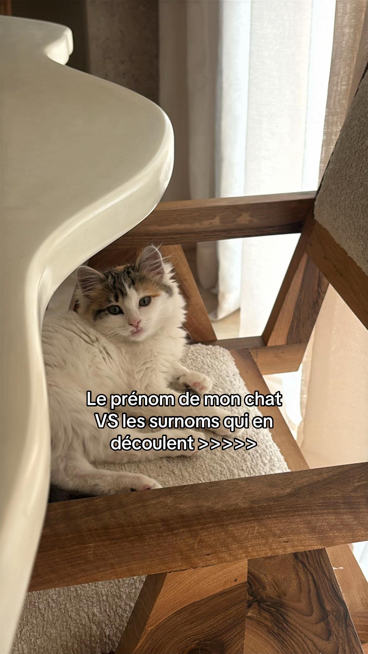 @Shirine Naushine