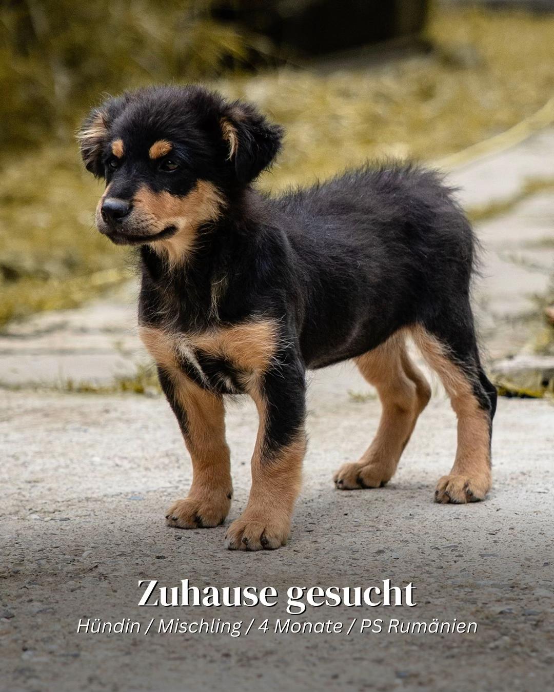 @SpecialDogs e.V.