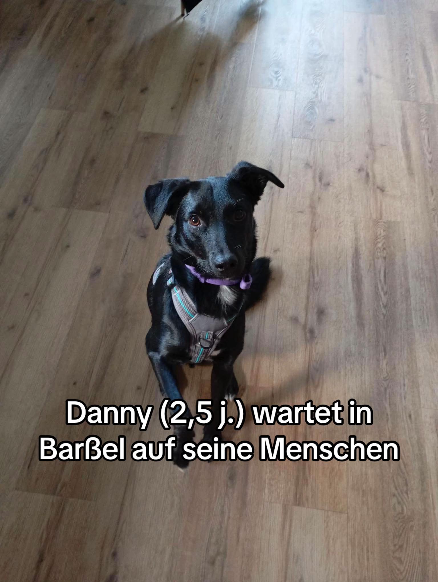 @Ankerhunde e.V.