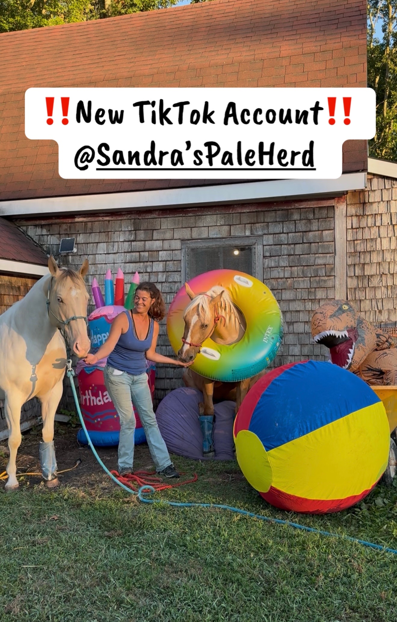 @Sandra’s pale herd 🐴