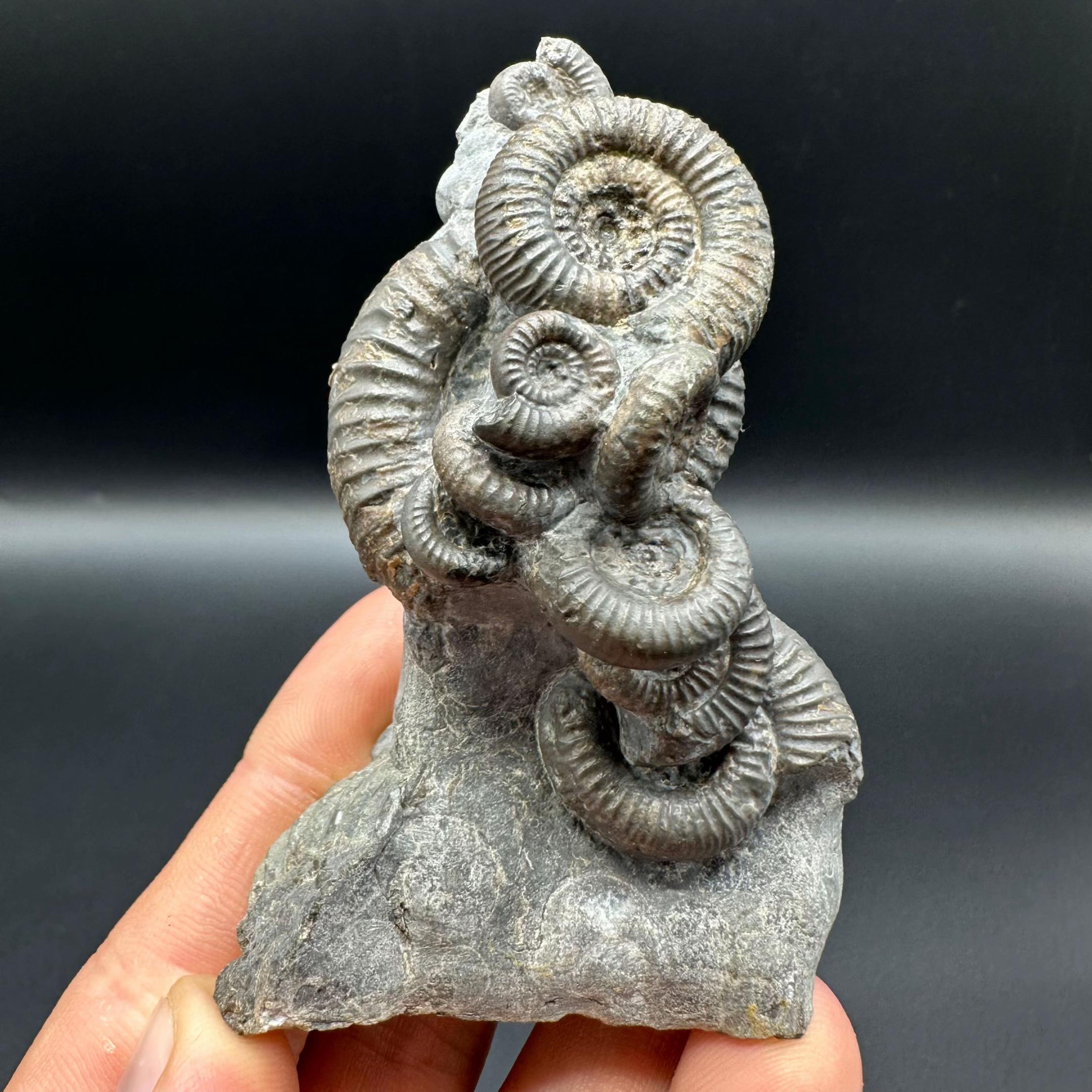 @yorkshire.fossils
