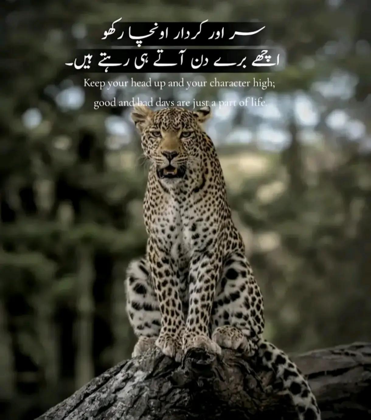@👈ہائے جوانی رول گئی 🥺