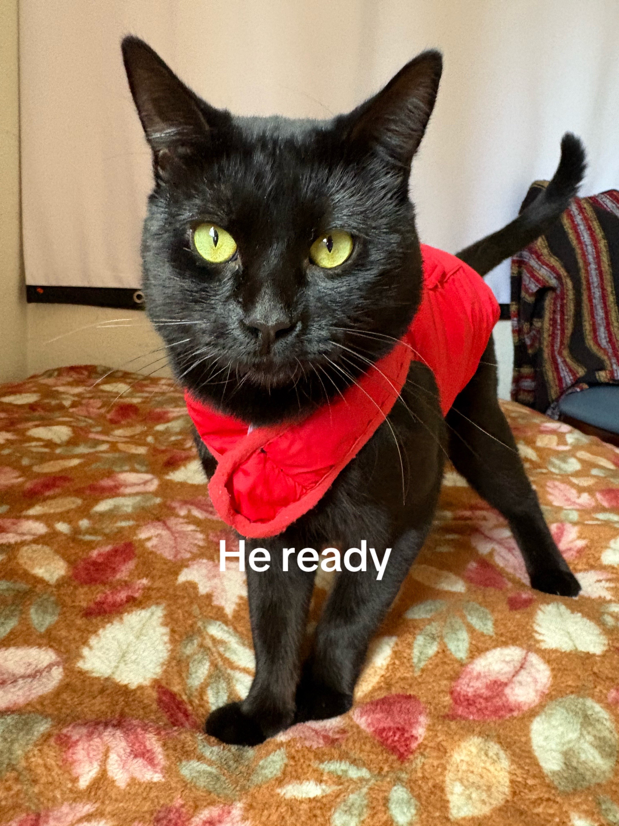 @Mr.invader_zim