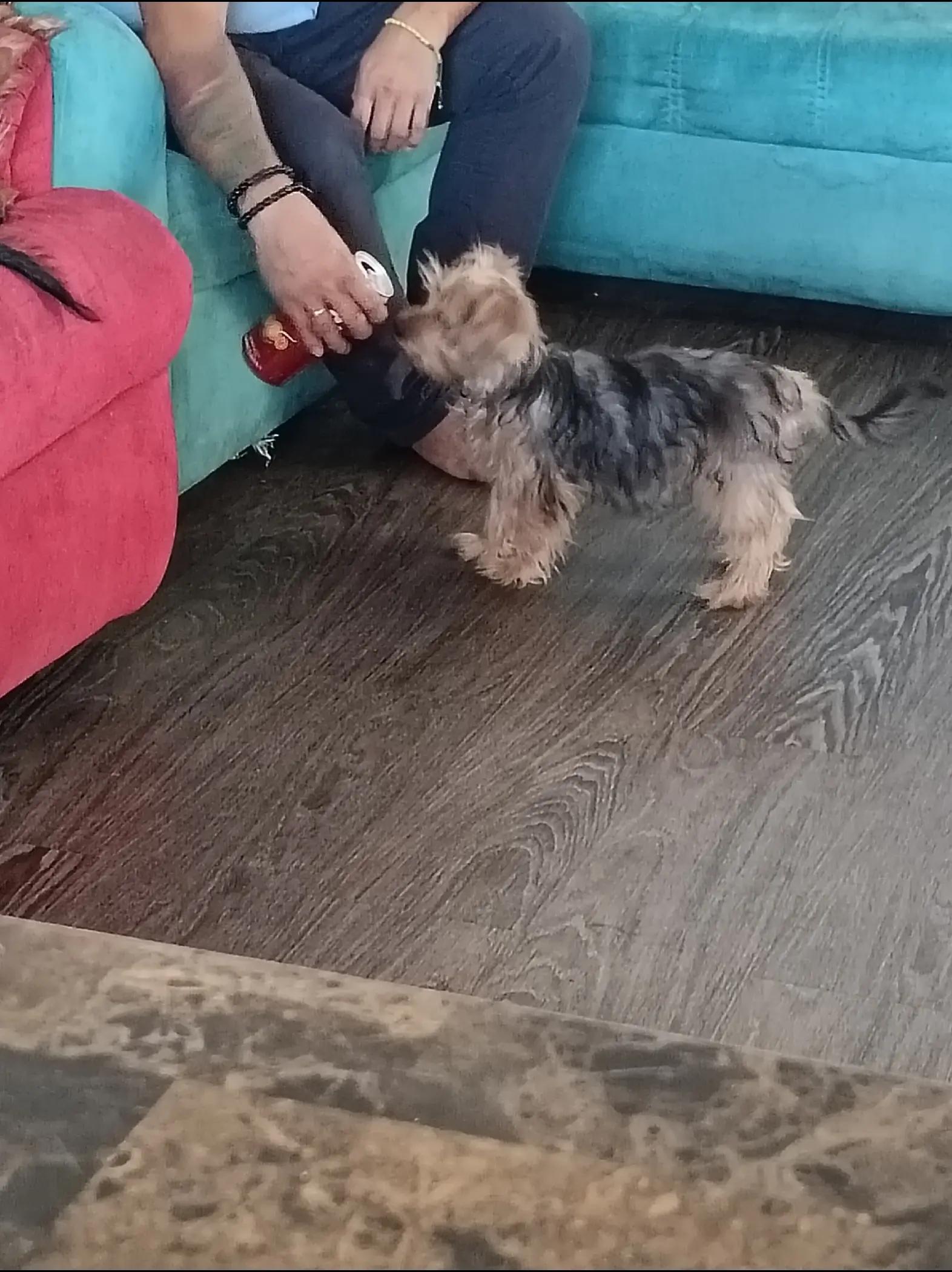 @Eddie the yorkie 😘🐶