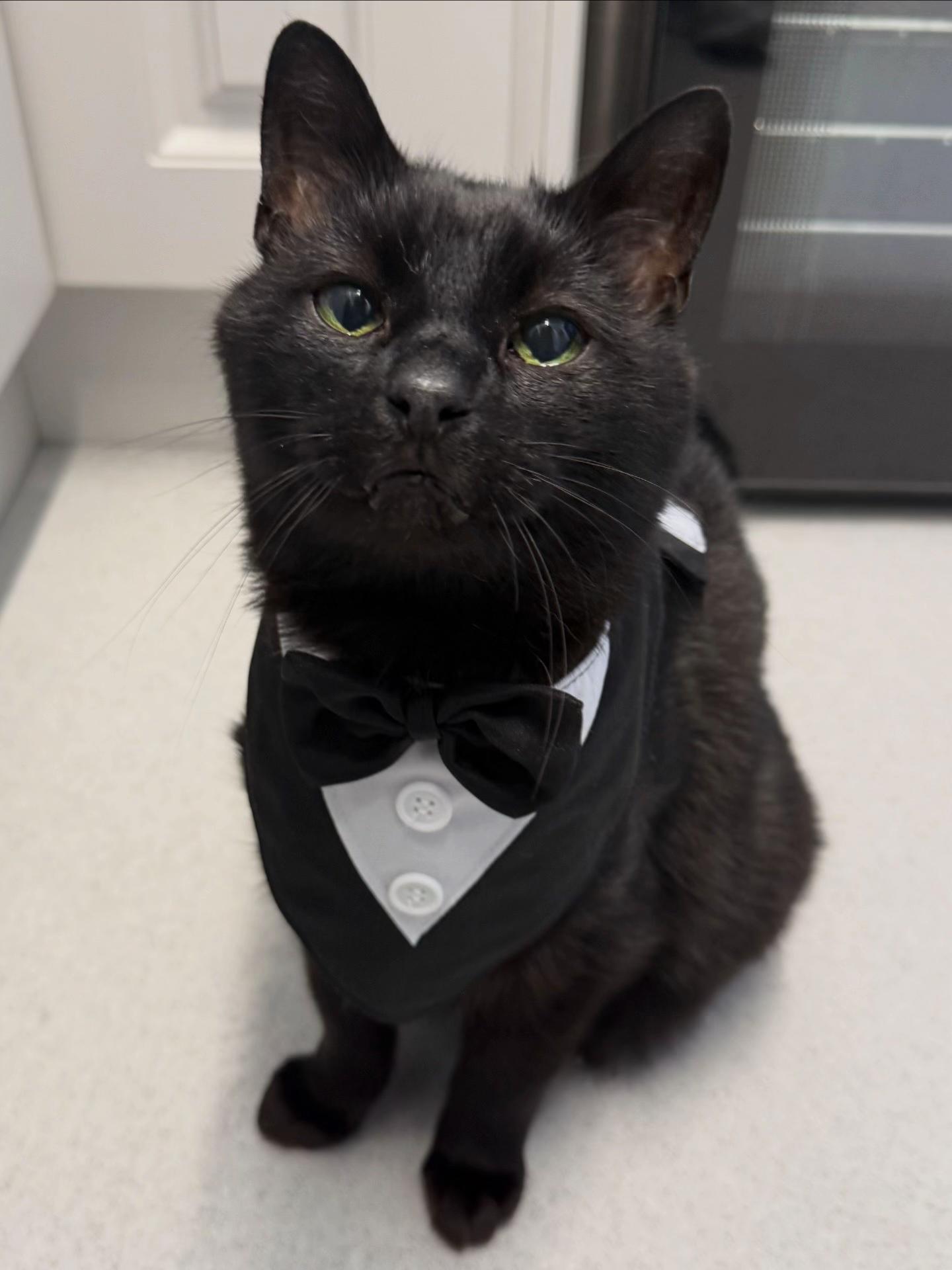 @Teefie_tribe 🐈&zwj;⬛🐈&zwj;⬛🐈🦷🦷