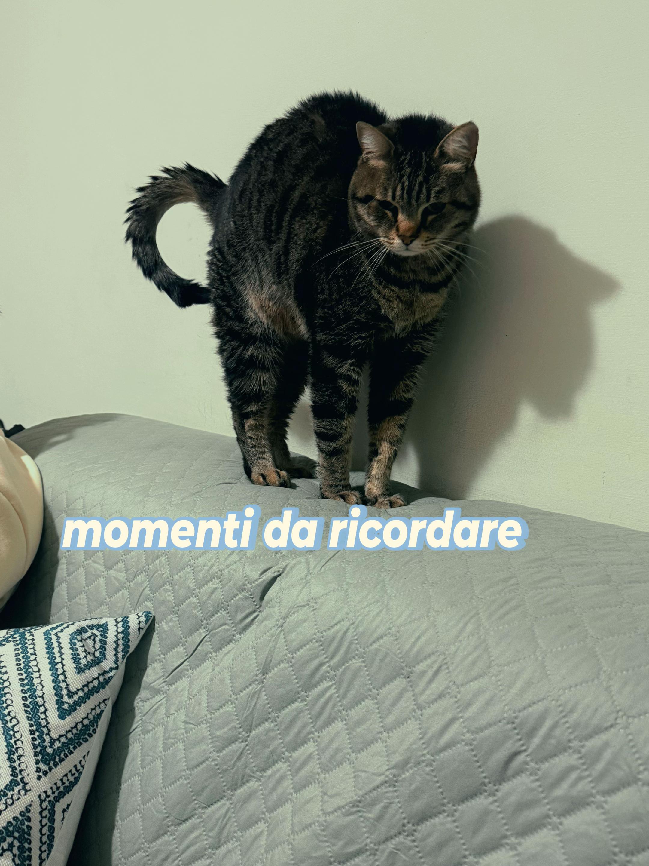 @antonio.agresti24