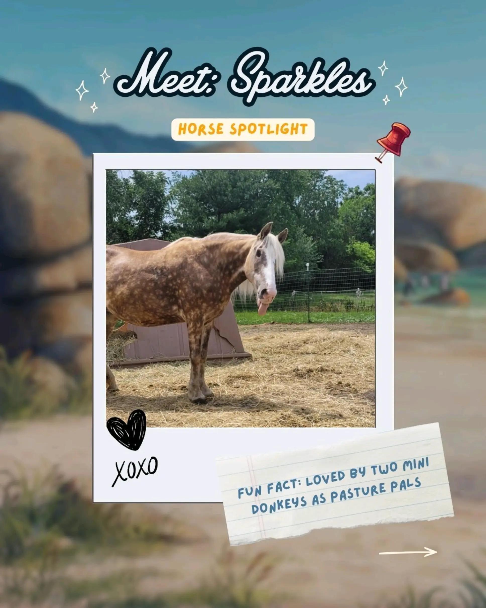 @Horse Reality