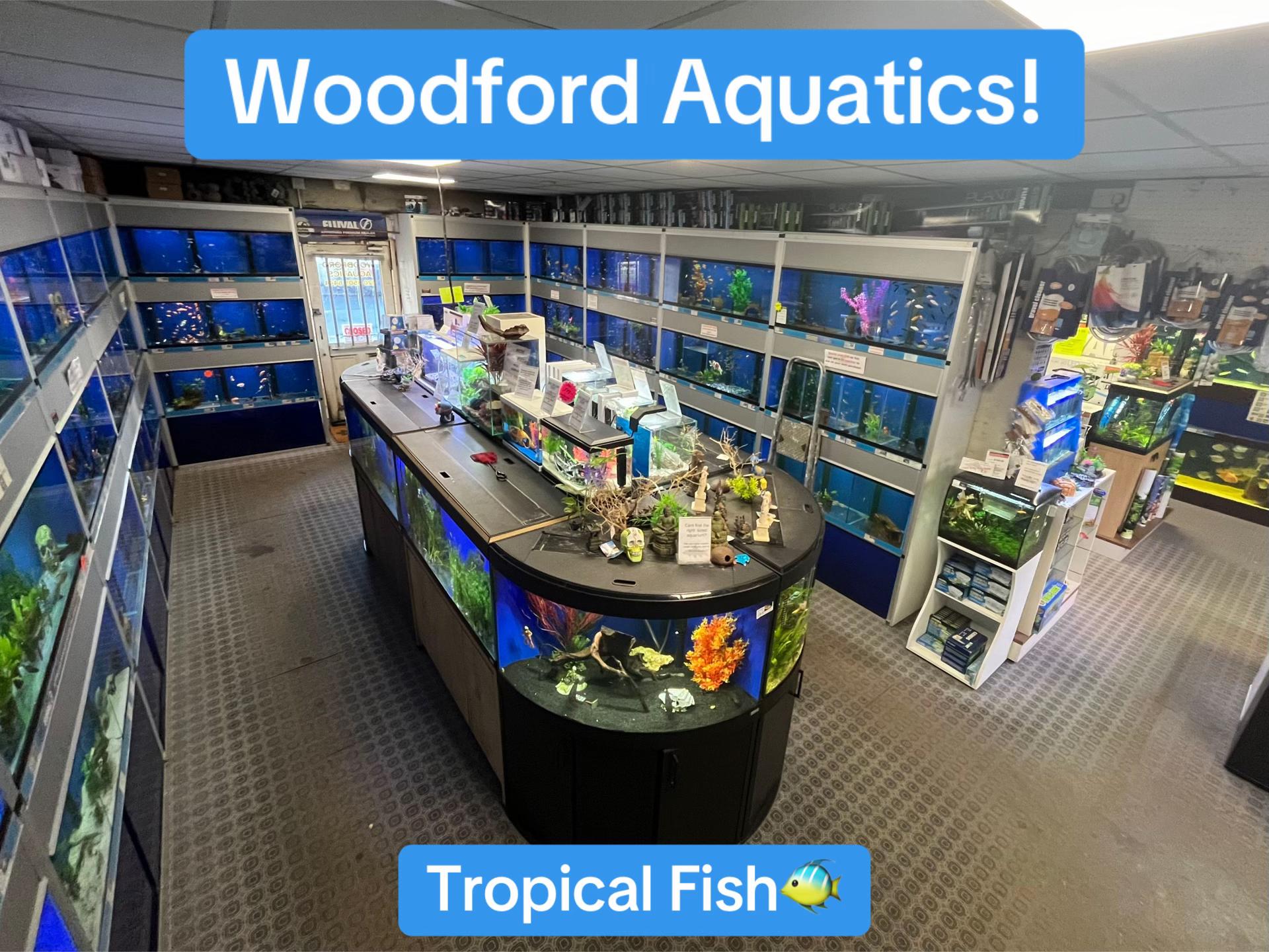 @Woodford Aquatics