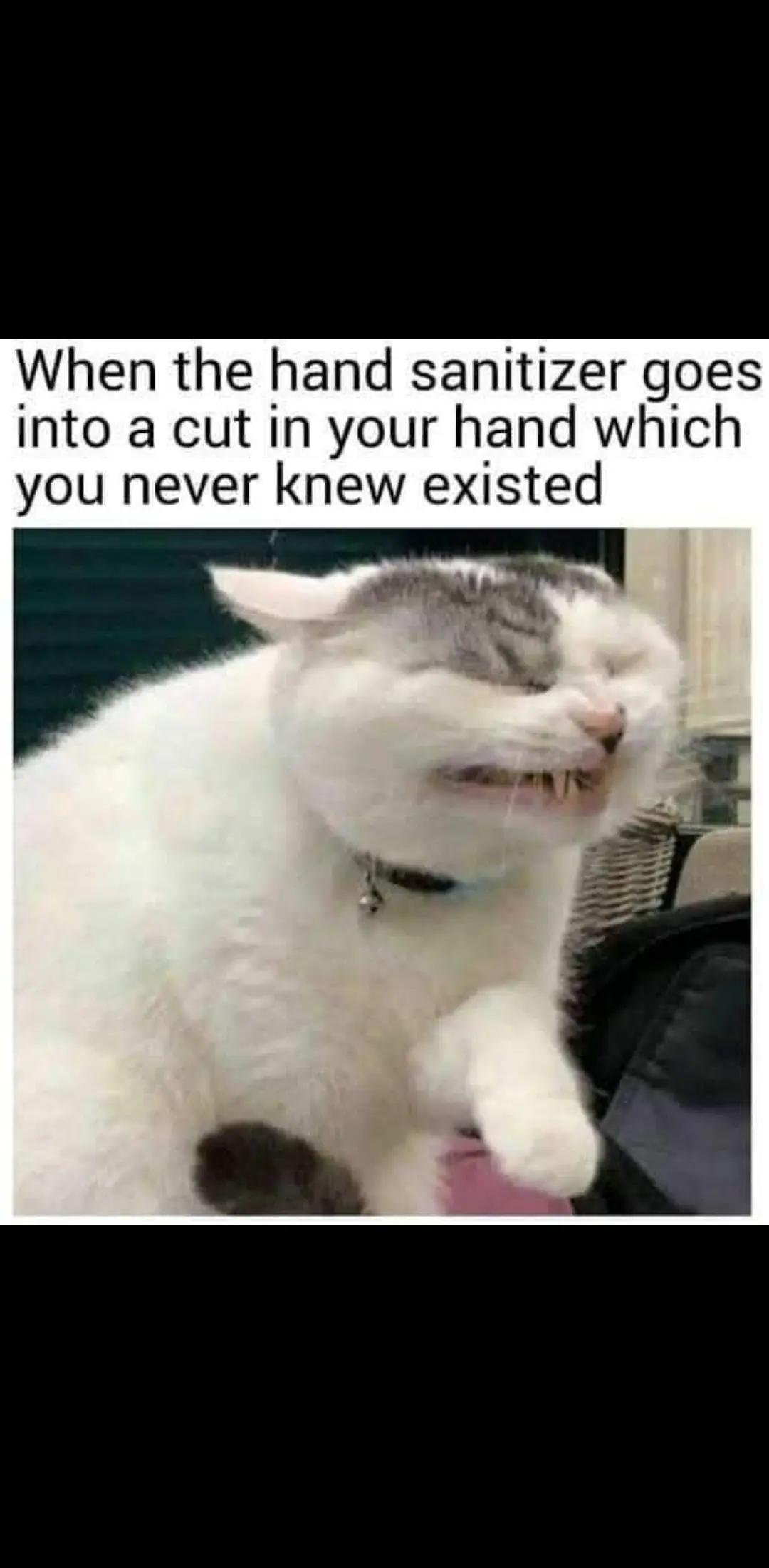 @Lisa C 🐱