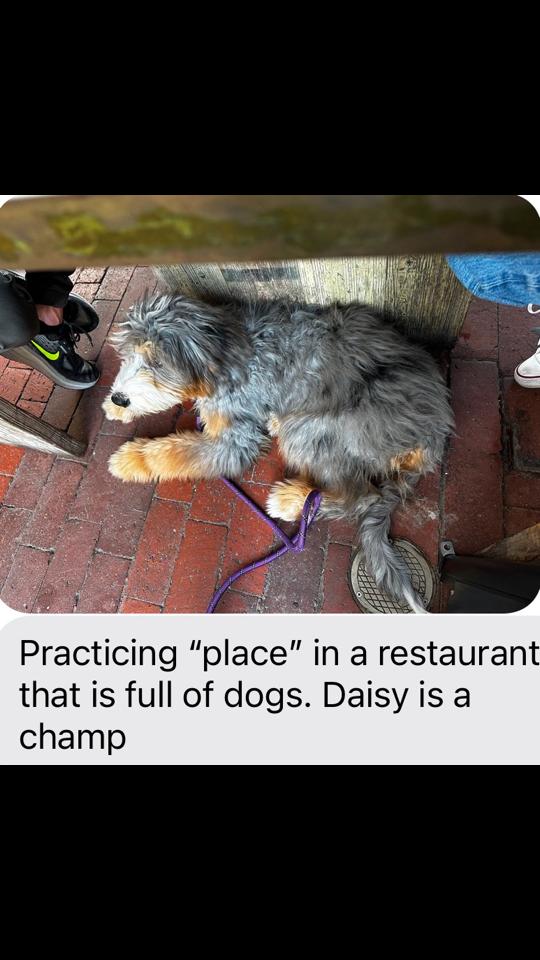 @The Dog Savant