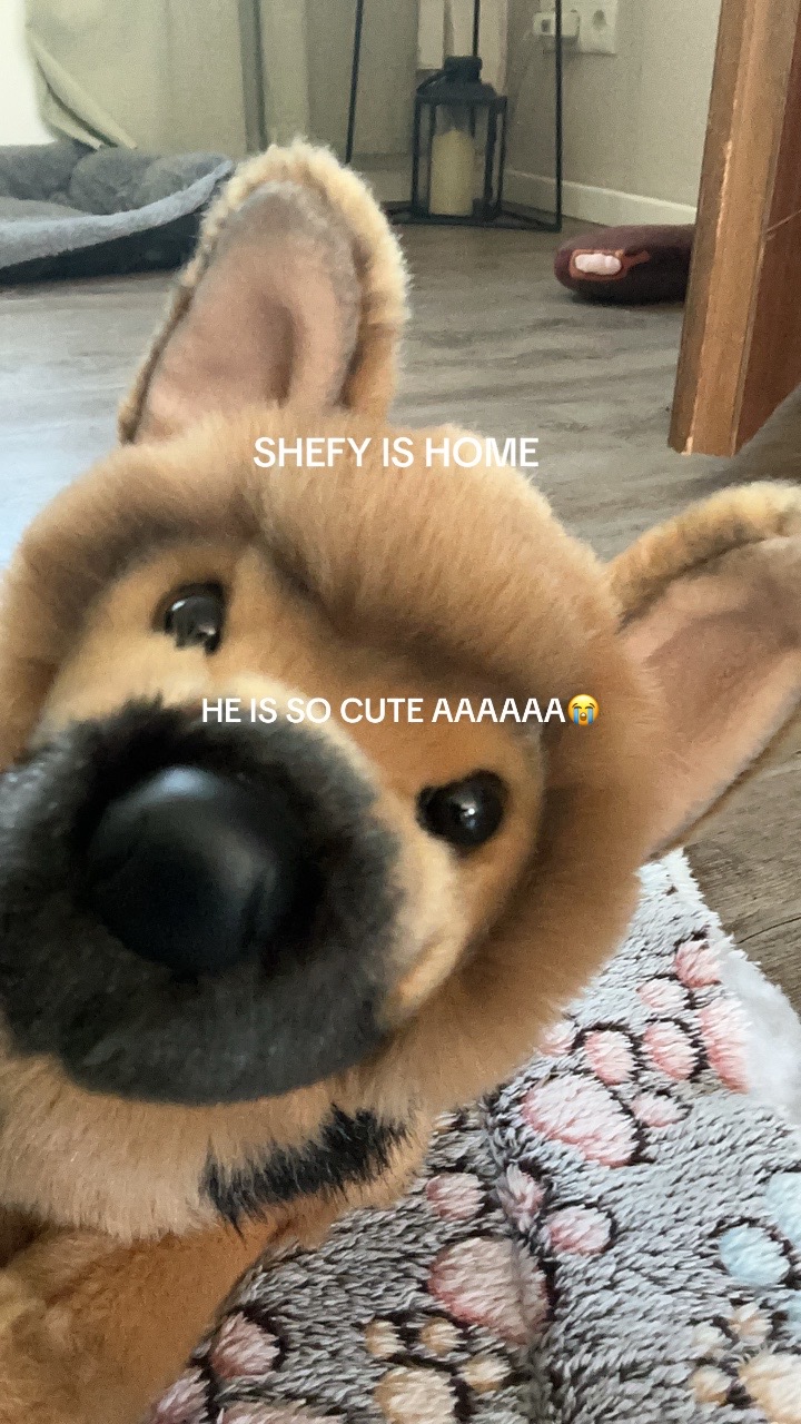 @germanshepherdfan01