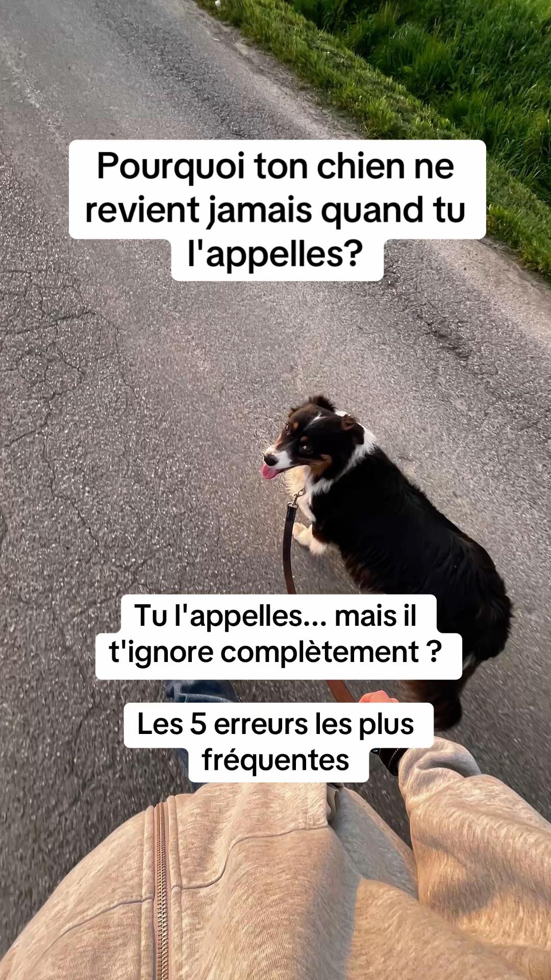 @Sunny Le Frenchie 🐾🌞