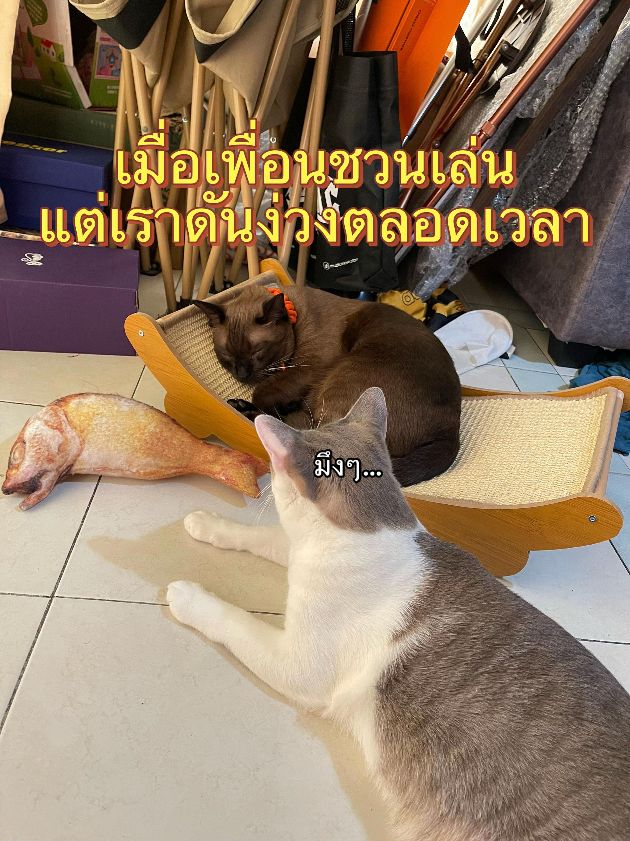 @White.black.orange.cats