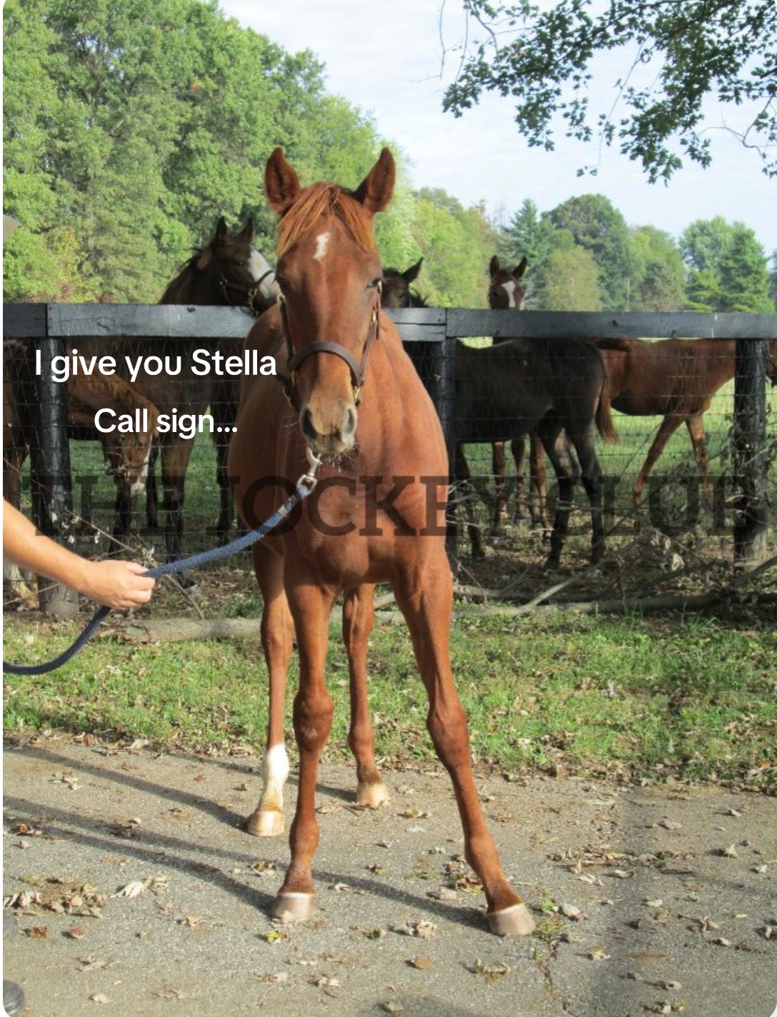 @Madeline.Stella