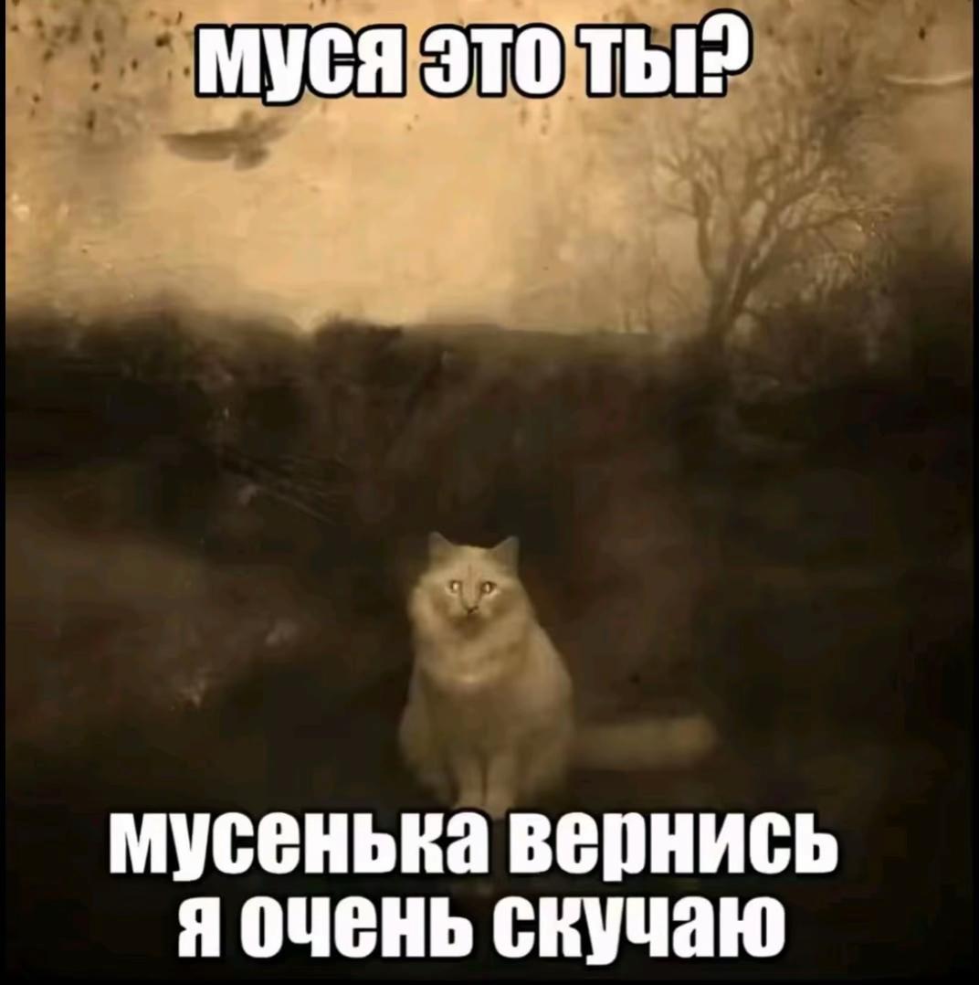 @тгк linya_swinkie 🩶