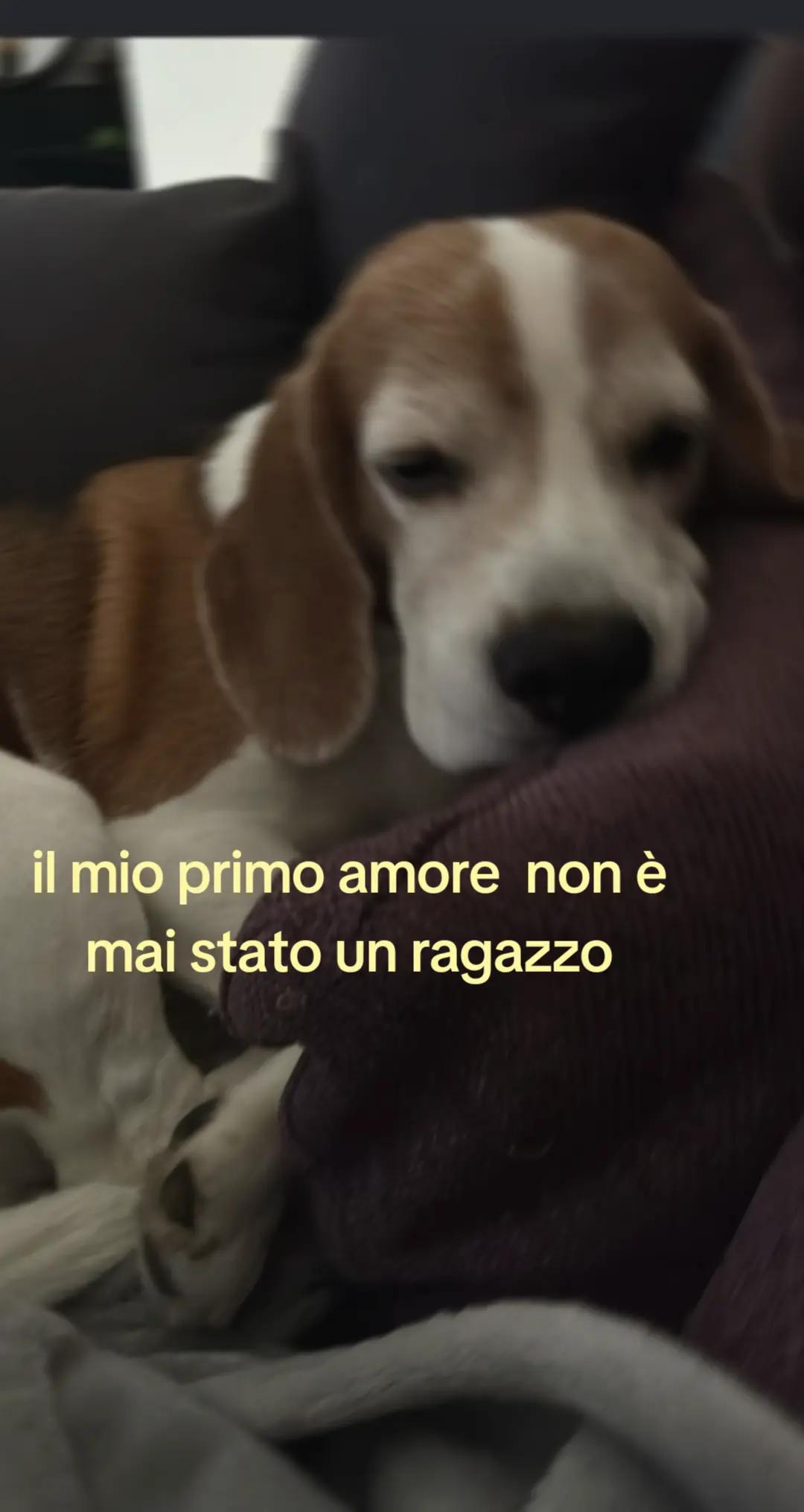 @asia_spamm