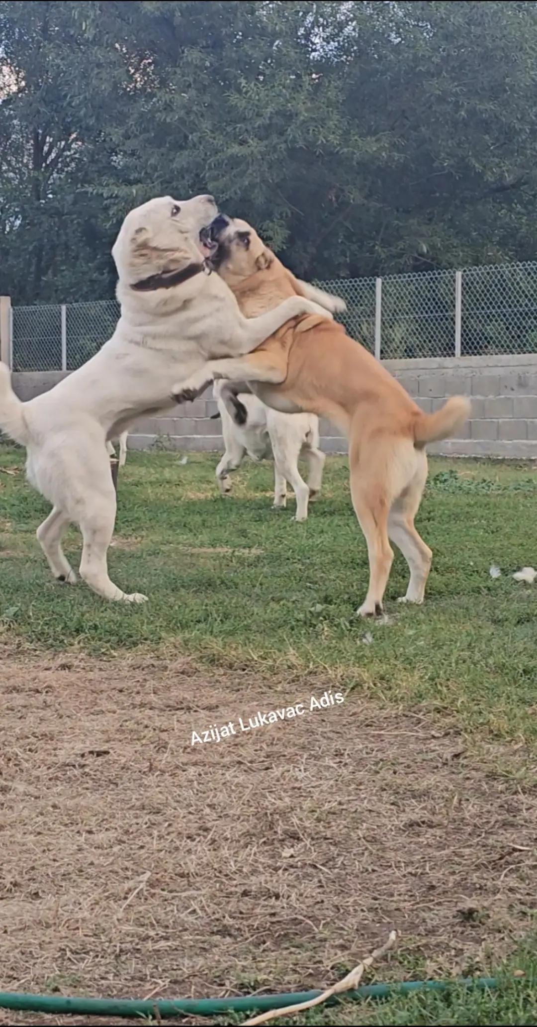@Alabai Dogs Adis