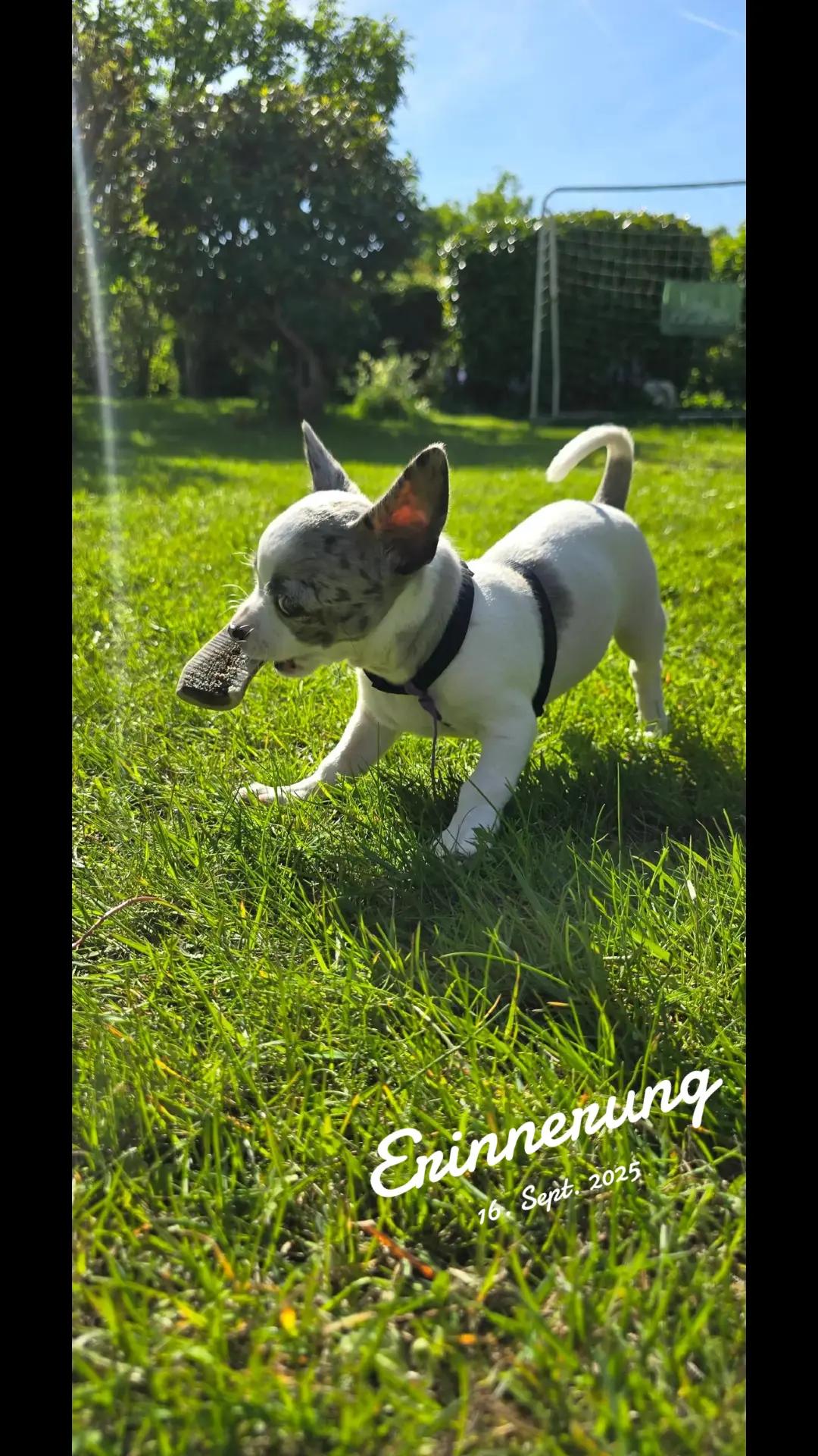 @Jerry_Coby_Chihuahua