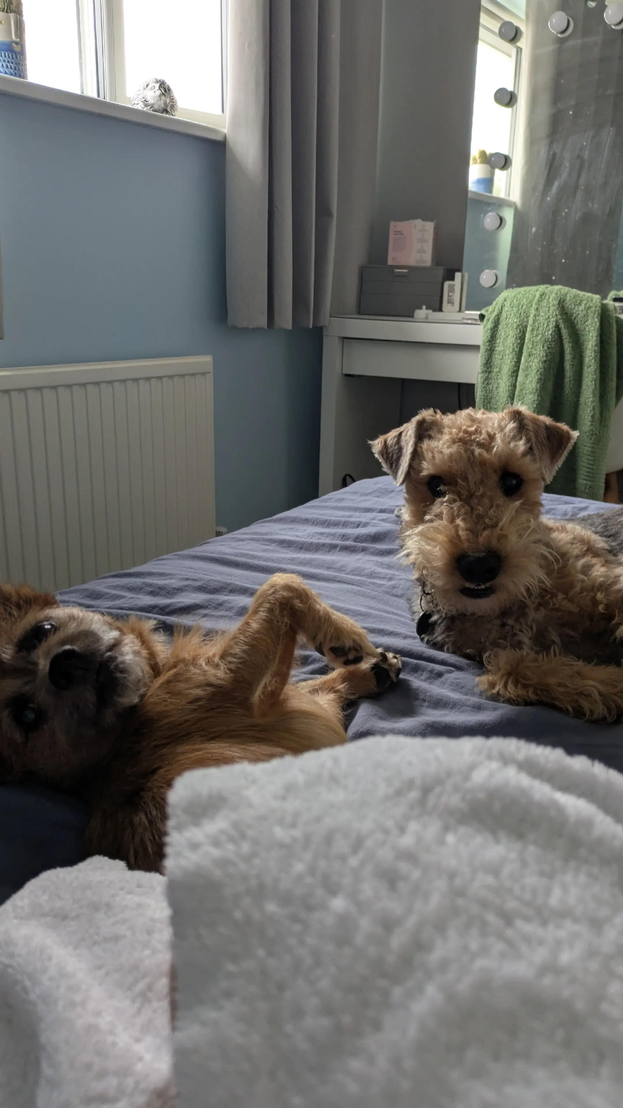 @Archie the Airedale terrier