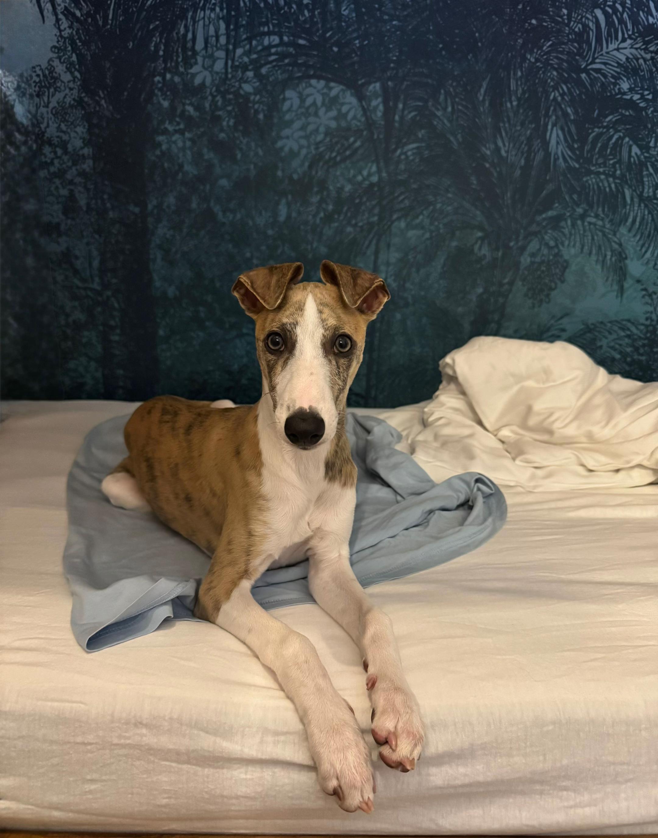 @bianka.the.whippet