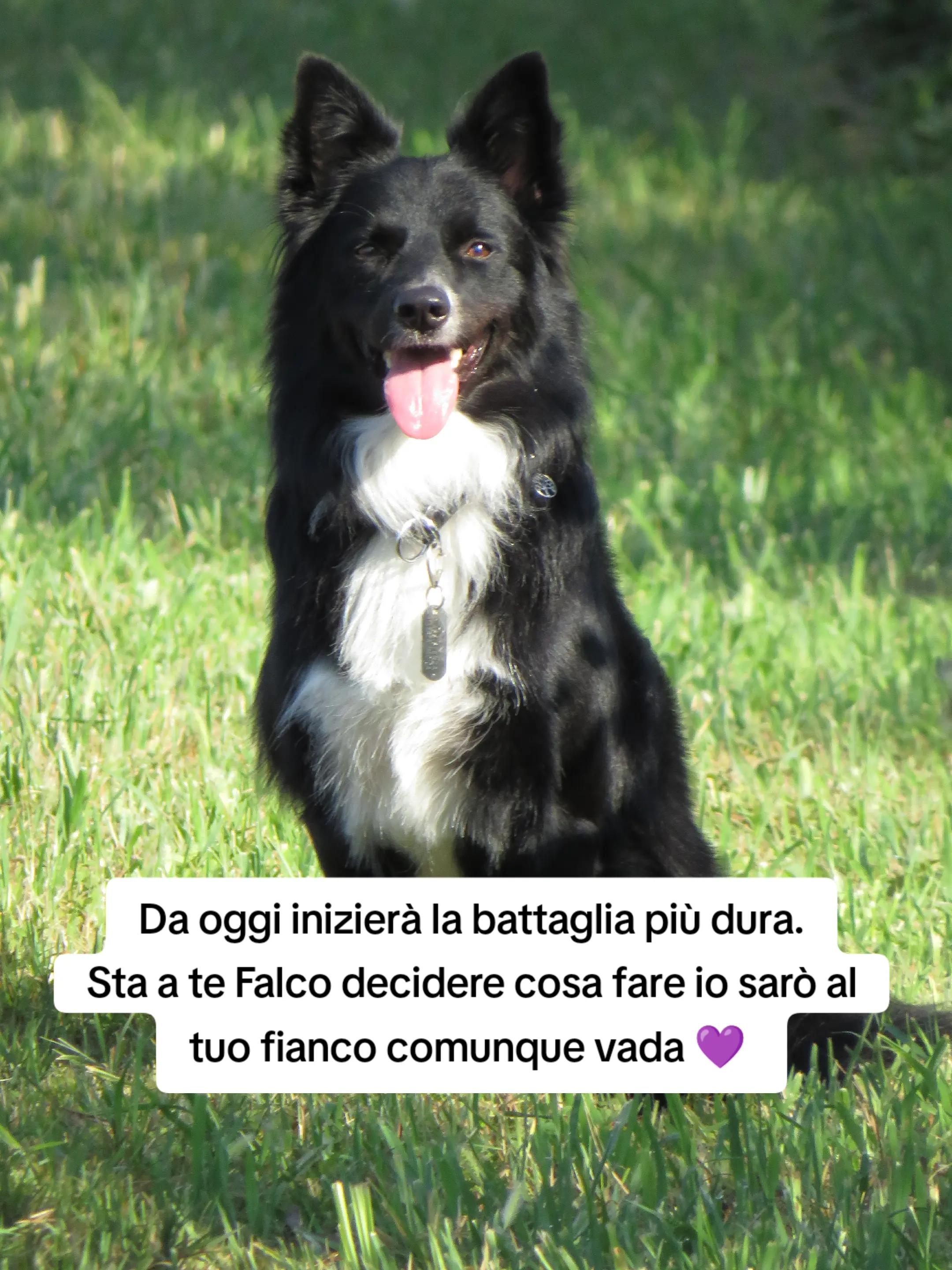 @Service dog Falco 🐾🦅🌈