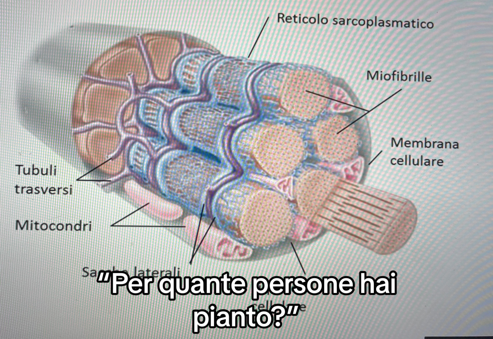 @Giovanna