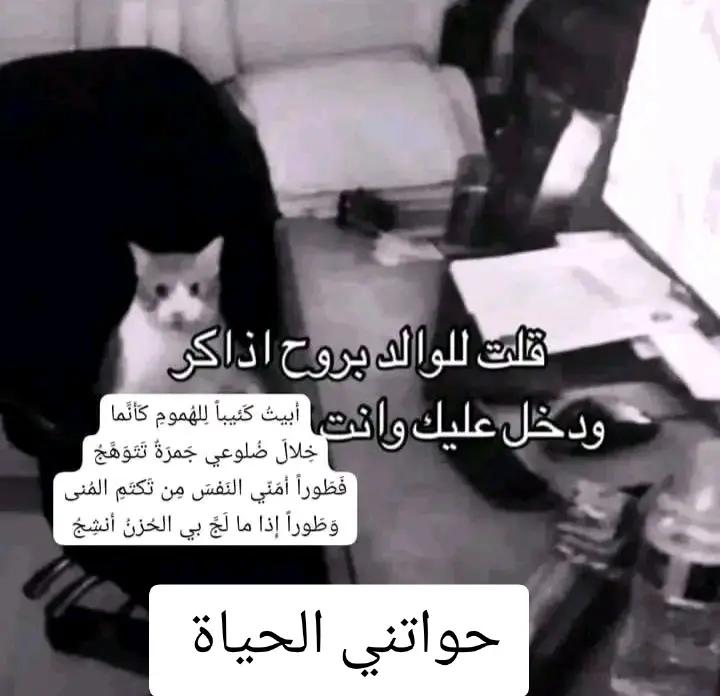 @فرطوش الفساوي الايمو النحاسي